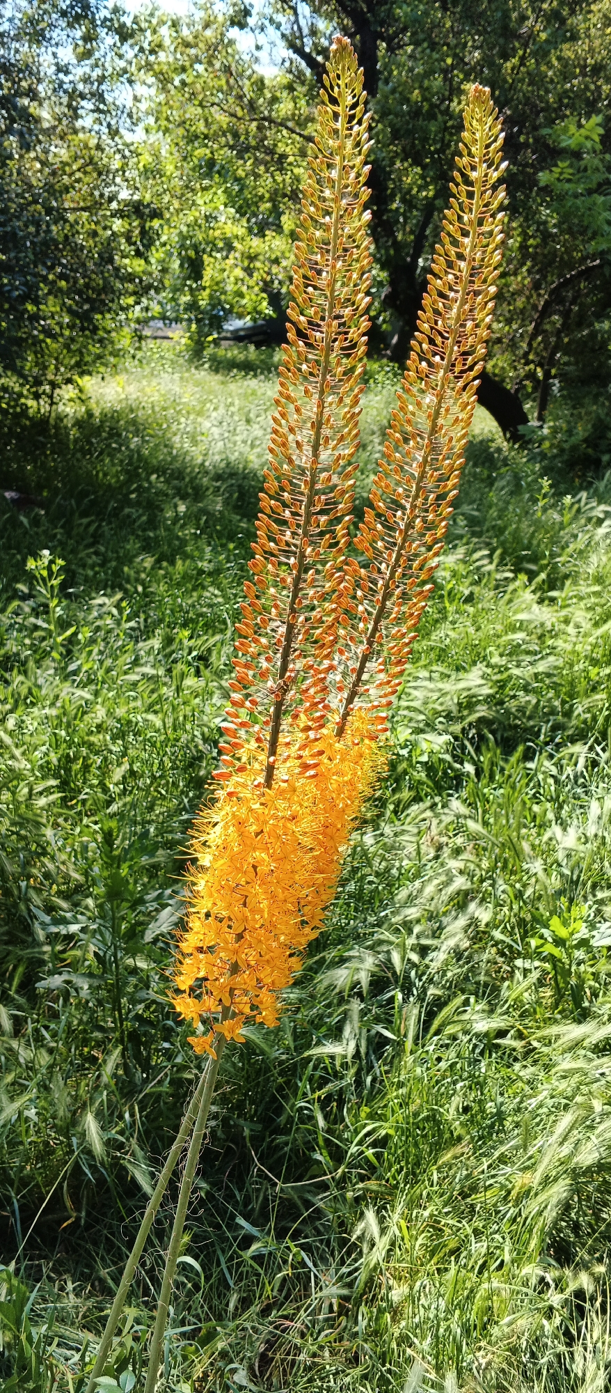 Two tall, spike-like orange flowers, likely Eremurus, stand prominently in the foreground of this image, set against a backdrop of lush green foliage and dappled sunlight. The flowers are composed of numerous small, star-shaped blossoms clustered tightly together along a central stem, with the lower portions showing fully open blooms and the upper portions displaying buds. The stems themselves are slender and green, with some wispy, hair-like structures visible. The surrounding environment is a garden or park setting, with dense green grass and other plants. In the background, trees with green leaves are visible, suggesting a natural or cultivated outdoor space. The sunlight creates highlights and shadows, adding depth and texture to the scene. The image appears to have been taken on a sunny day. There are no people or animals directly visible in the image. The overall impression is one of natural beauty and vibrant floral display.