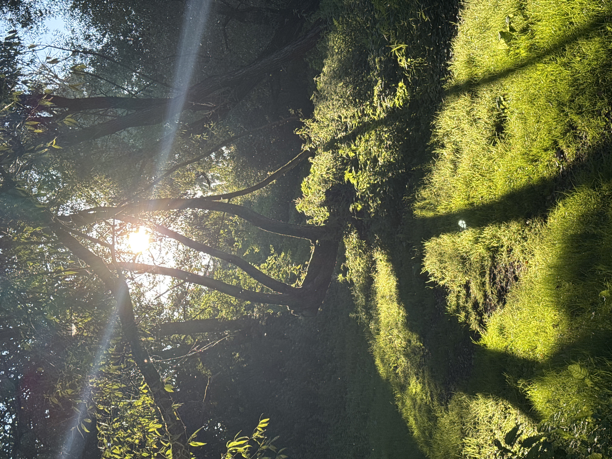 The image depicts a sun-drenched clearing in a wooded area, likely within the Neman rural council of Belarus. Sunlight streams through the dense foliage of several trees, casting long, dappled shadows across a grassy slope. The sun's rays create lens flare effects, particularly visible as bright streaks across the upper portion of the image and as a more diffuse glow through the leaves. The ground is covered in lush green grass, interspersed with patches of darker soil and undergrowth. Several trees are prominent, with their trunks and branches silhouetted against the bright sky. The overall impression is one of a tranquil, natural setting bathed in the golden light of early morning or late afternoon. There are no people or animals visible in the scene.