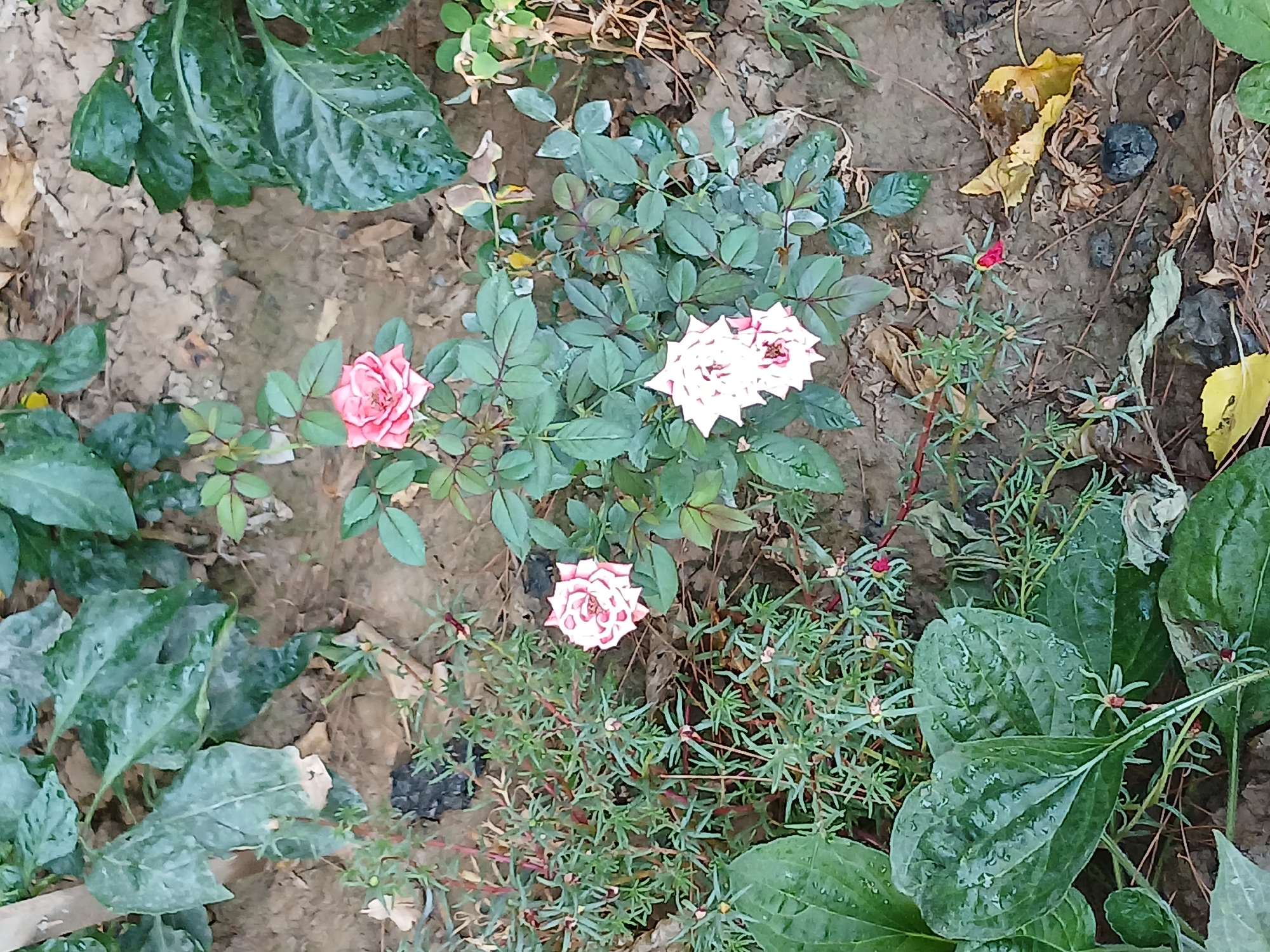 A high-angle, medium shot captures a rose bush with multiple blooms and green foliage growing in the soil. The rose bush, positioned slightly off-center to the right, features three open roses, two of which are predominantly white with pink edges, and one with a lighter pink hue. The leaves of the rose bush are a deep green, with some appearing slightly moist. In the foreground and to the left, there are large, broad green leaves, some with visible water droplets. A smaller, dense green plant with thin stems and tiny buds or flowers is visible to the left of the rose bush, interspersed with the soil. The ground is composed of loose soil and scattered dry leaves, with a few dark pebbles or stones. The overall impression is of a garden setting, likely in Tashkent, Uzbekistan, given the context provided. The lighting suggests it is daytime. No people are present.