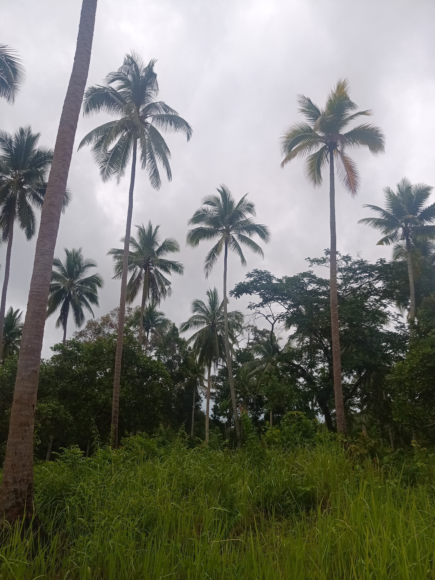 The image shows a scene in Baan Thong Nang, Thailand, featuring a dense grove of coconut palm trees. The trees are tall and slender, with green fronds at the top. There are other non-palm trees growing under the coconut trees. The ground is covered in tall green grass and vegetation. The sky is overcast.