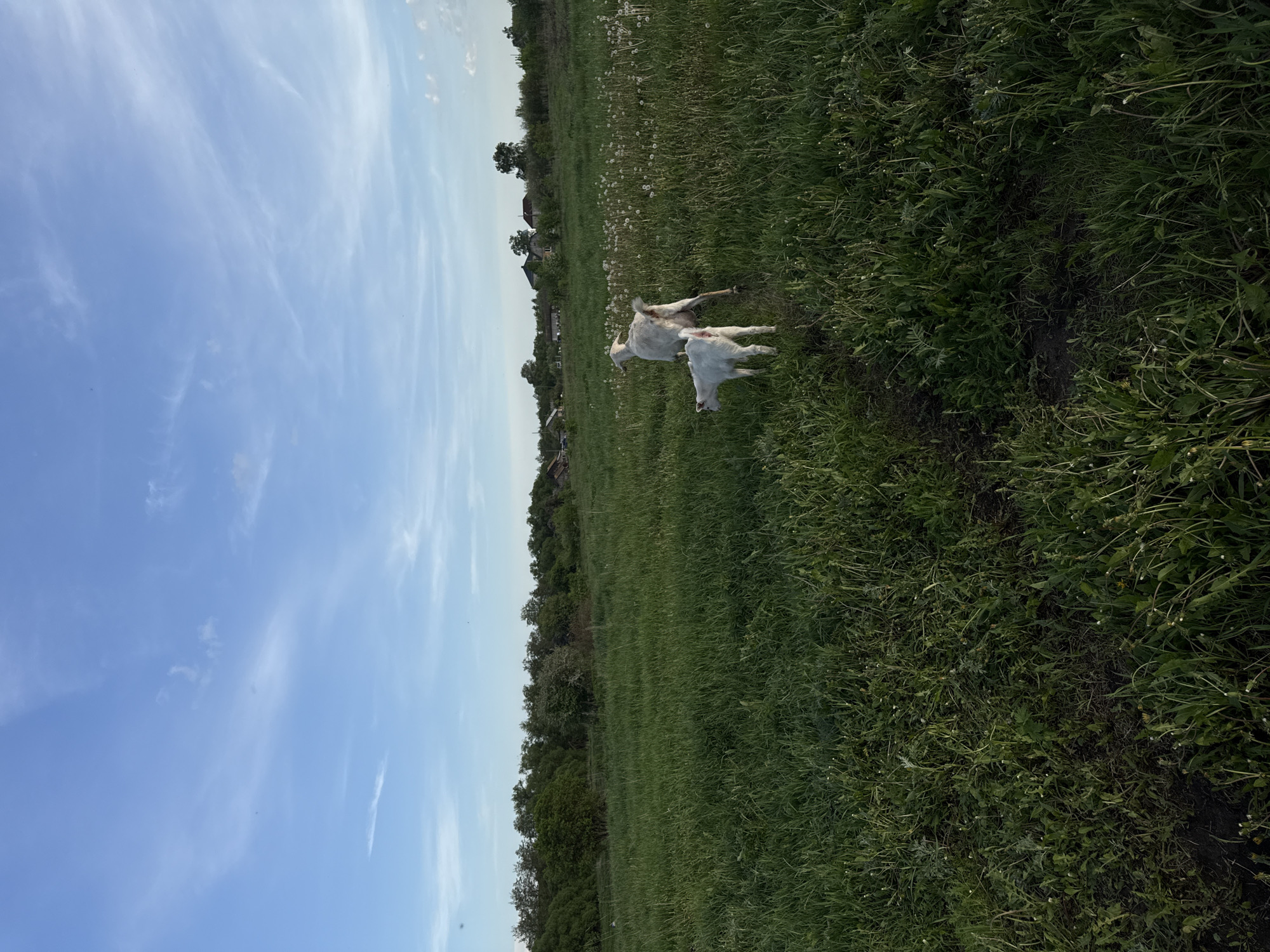 The image shows a landscape in Ленино, Russia. The sky is blue with wispy clouds. A field of green grass interspersed with dandelion seed heads stretches across the frame. Two goats, one larger and one smaller, are standing in the grass. There are trees and buildings in the distance.