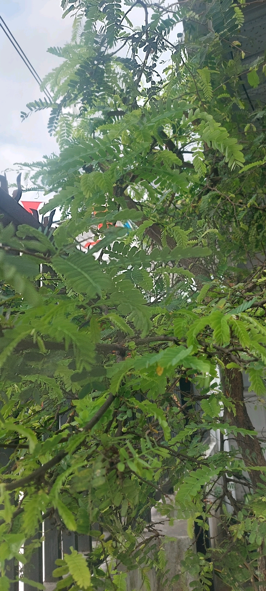 In Lumajang, Indonesia, this image captures a close-up view of a tree with dense green foliage, predominantly showing pinnately compound leaves. The branches are visible, some dark and rough, others covered in lighter green leaves. The background is out of focus, revealing hints of structures and possibly power lines against a bright, overcast sky. A portion of a dark metal fence or gate is visible on the left side, with some colorful elements behind it, suggesting a residential or urban environment. The lighting indicates it is daytime, with diffused light due to cloud cover.