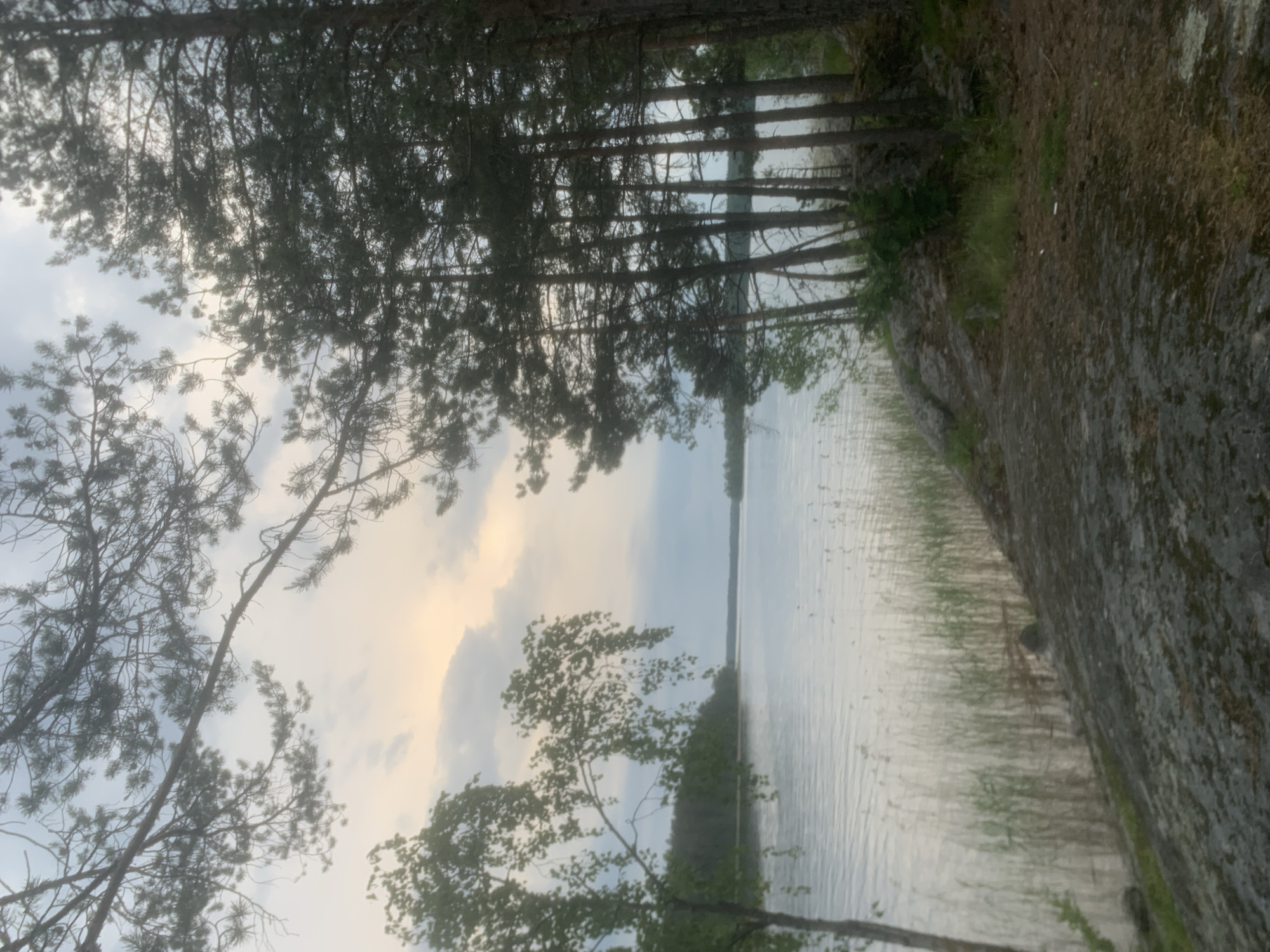 The image depicts a natural landscape in Boitsovo, Russia, under an overcast sky displaying soft twilight or dawn hues of pale blue, grey, and subtle orange. A calm body of water, presumed to be a lake, occupies the midground, its surface exhibiting gentle ripples that reflect the muted sky.
Overhanging pine branches, characterized by their dark needles and silhouetted appearance, frame the top portion of the image from both the left and right. On the left side of the frame, a deciduous tree with light green foliage, possibly a birch, extends its branches towards the water. A distant, tree-lined shoreline is visible across the lake. Closer to the foreground on the left, tall green reeds or grasses emerge from the water along the rocky bank.
The right side of the frame is dominated by a dense stand of tall, dark evergreen trees, predominantly pines, which rise from a rocky and earthy bank. The immediate foreground consists of textured, dark grey rock and ground covered with patches of moss, pine needles, and sparse green undergrowth, forming an uneven natural surface. No individuals or man-made structures are visible within the scene.