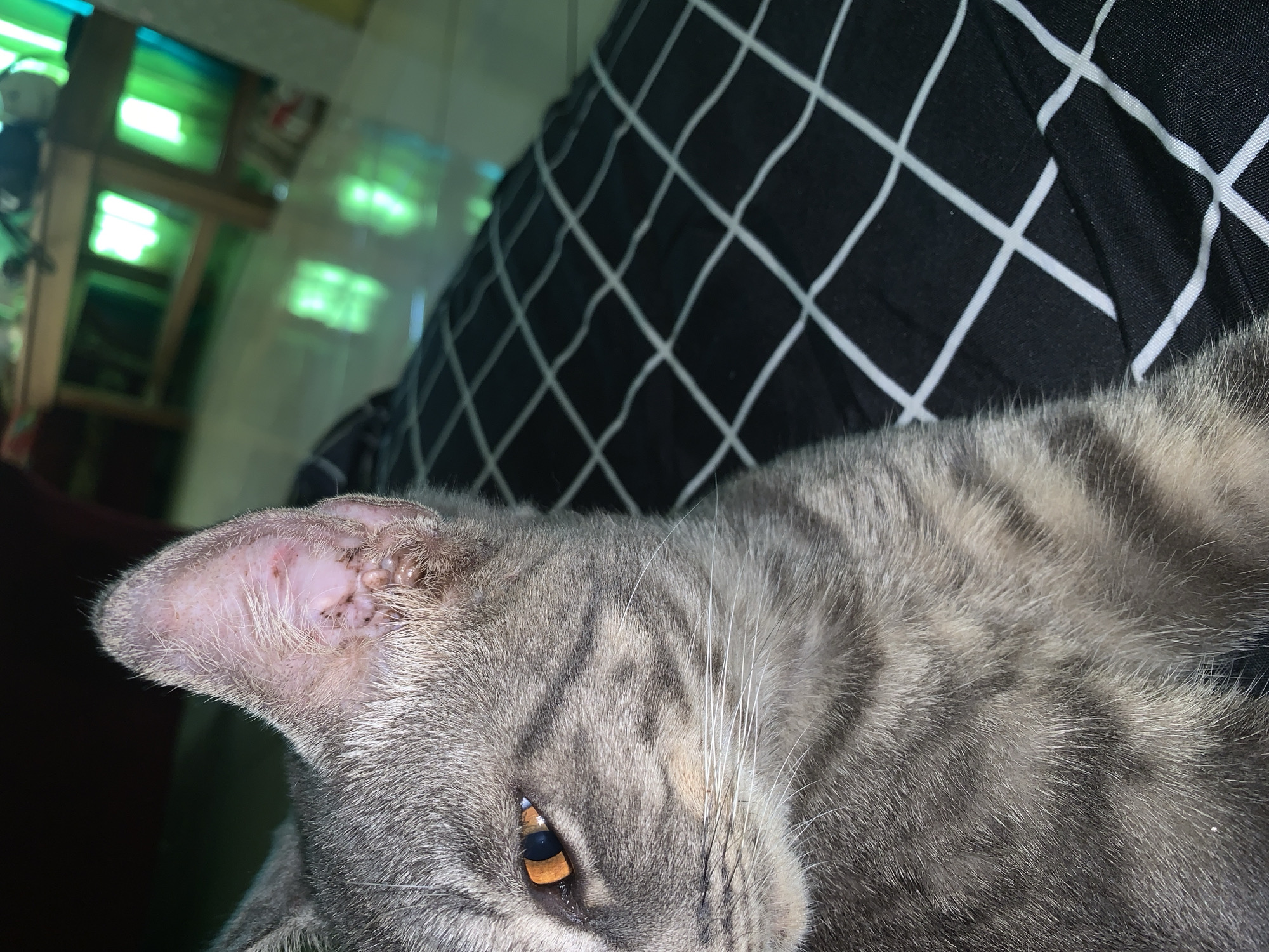 A close-up, low-angle shot shows the left side of a grey tabby cat's face and ear, positioned on a black cloth with a white grid pattern. The cat has striking orange eyes and visible whiskers. The cat's ear appears slightly inflamed with dark spots and scabs. In the blurred background, a wooden table with bright green lights is visible, suggesting an indoor setting possibly in Jajag, Indonesia. The overall lighting is dim, with the green lights in the background providing the primary illumination.