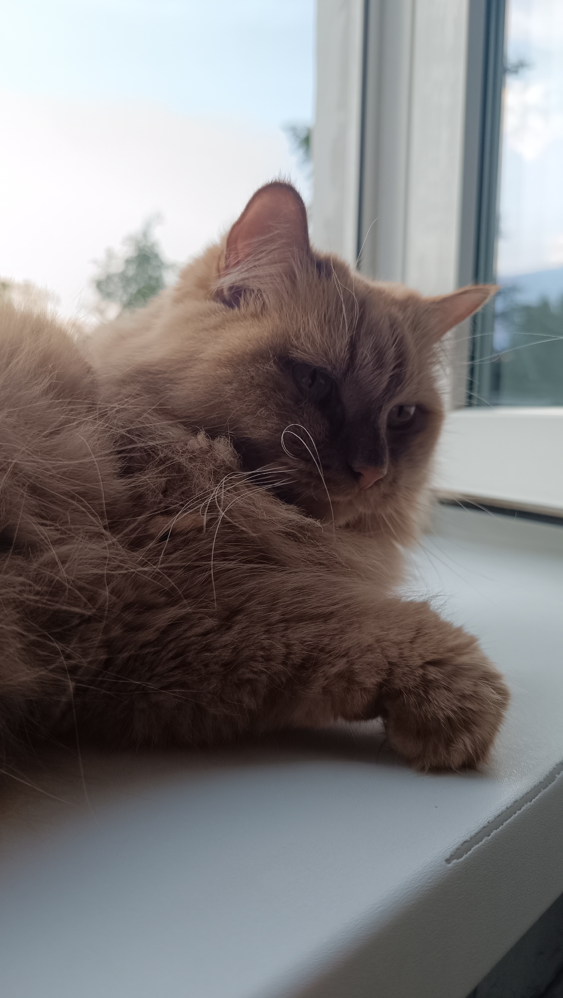 A fluffy, tan cat lies on a white windowsill, its body curled and its head resting on its paws. The cat has dark eyes and long, white whiskers. The background shows a blurry view of trees and the sky through a window. The scene is indoors, suggesting a domestic setting. There are no people or animals other than the cat present. The location is stated to be in the city of Chaikovsky, Russia.