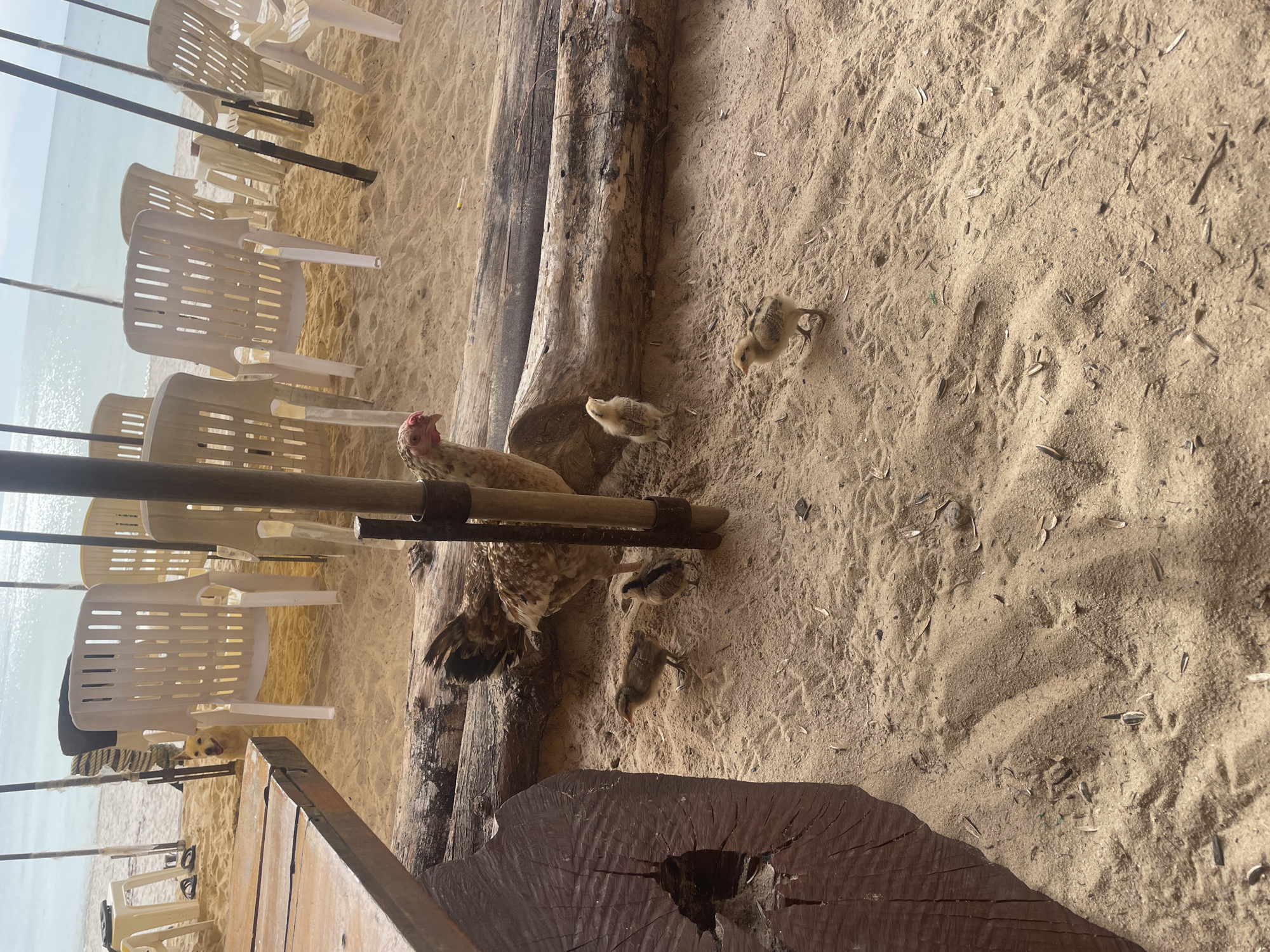 The scene is set in Choeng Thale, Thailand, featuring a sandy beach. A hen with chicks is present near a pile of logs and scattered debris on the sand. Several white plastic chairs are arranged towards the background, with the ocean visible beyond. A small dog is visible underneath the chairs. A segment of a wooden structure, possibly a table or deck, appears in the lower left corner.