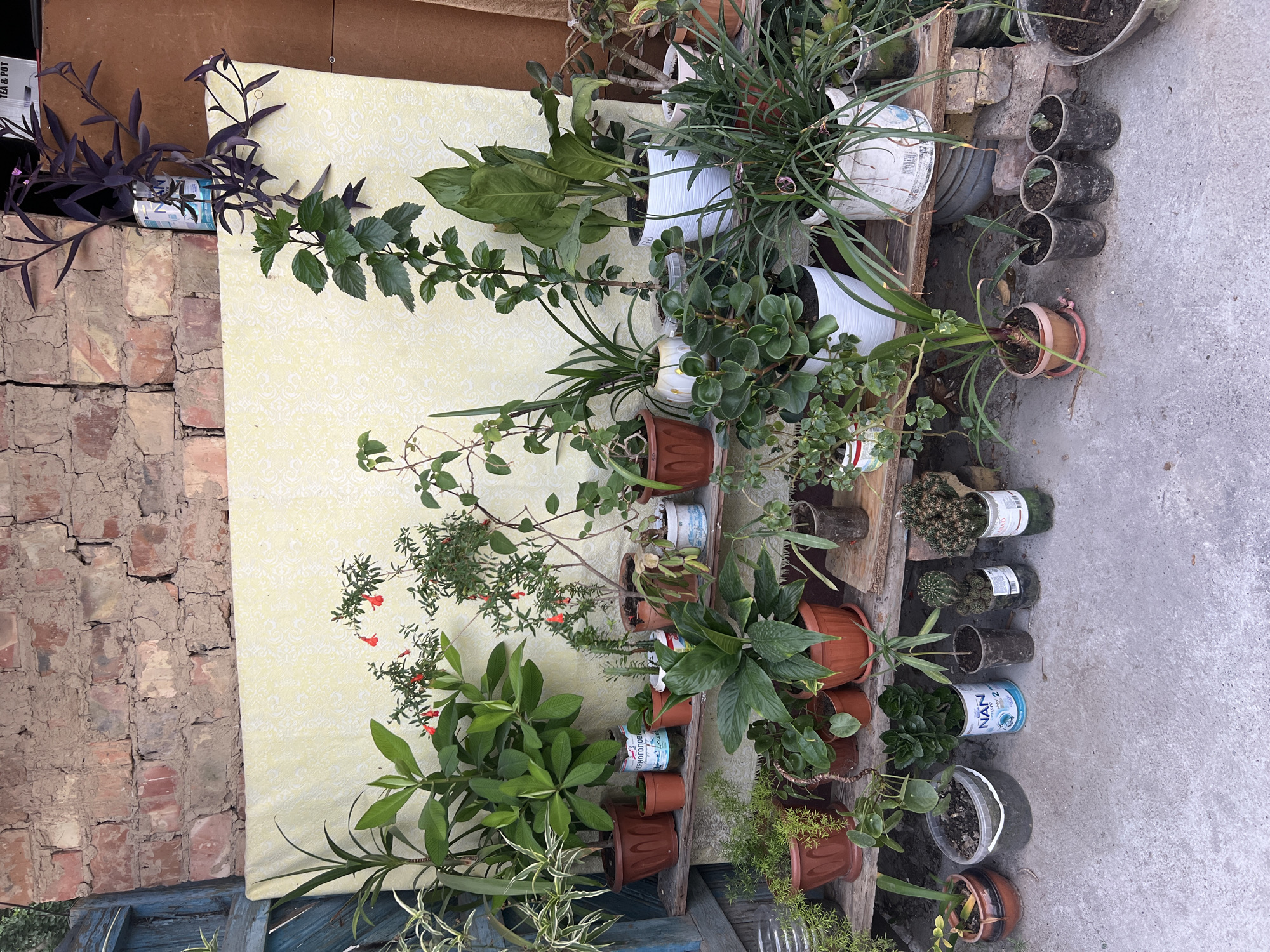 The image depicts an outdoor scene with a collection of potted plants arranged on wooden shelves against a brick wall and a patterned yellow fabric backdrop. The setting appears to be a domestic or communal outdoor space, possibly a yard or balcony, with concrete flooring in the foreground. The plants vary in size, species, and the type of containers they are in, ranging from terracotta pots to repurposed plastic bottles and cans. Some of the plants are flowering with small red blooms, while others are leafy green or have succulent-like foliage. In the background, a portion of a rustic brick wall with visible mortar cracks is present, along with a wooden structure on the left and a brown vertical panel on the right. The overall impression is one of a collection of home-grown plants being displayed outdoors, suggesting a hobby or personal cultivation effort. The mention of Ak-Suu, Kyrgyzstan, indicates the geographical context for this scene.