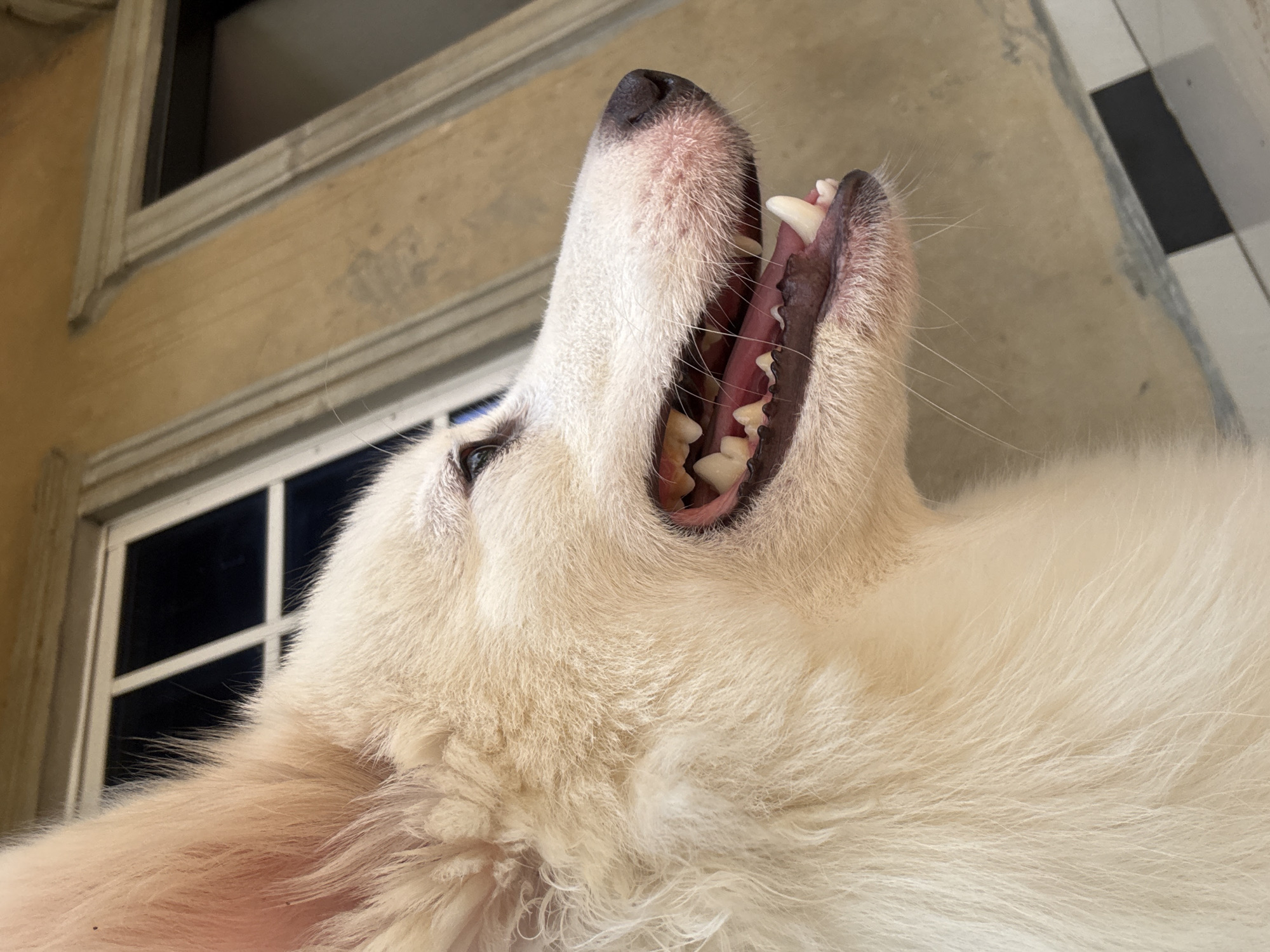 This is a close-up, low-angle, outdoor shot of a white dog with its mouth open, exposing its teeth and tongue. The dog's fur is fluffy and light-colored, with some hints of cream. The focus is on the dog's head and upper body, with its snout pointing upwards and slightly to the left of the frame.
The background shows a light-colored wall with some textured patterns, possibly concrete or stucco, and a window with a grid pattern. To the right, there's a tiled floor with alternating black and white squares. The lighting suggests it's daytime, possibly sunny, given the bright illumination on the dog and the shadows in the background.
The dog appears to be either panting, yawning, or vocalizing. Its expression is hard to read precisely due to the angle and focus, but it doesn't convey any obvious distress or extreme emotion. The overall scene appears to be a residential outdoor area in Ikot Ekpene, Nigeria, suggested by the architectural style and tiling common in the region. No text is visible in the image.