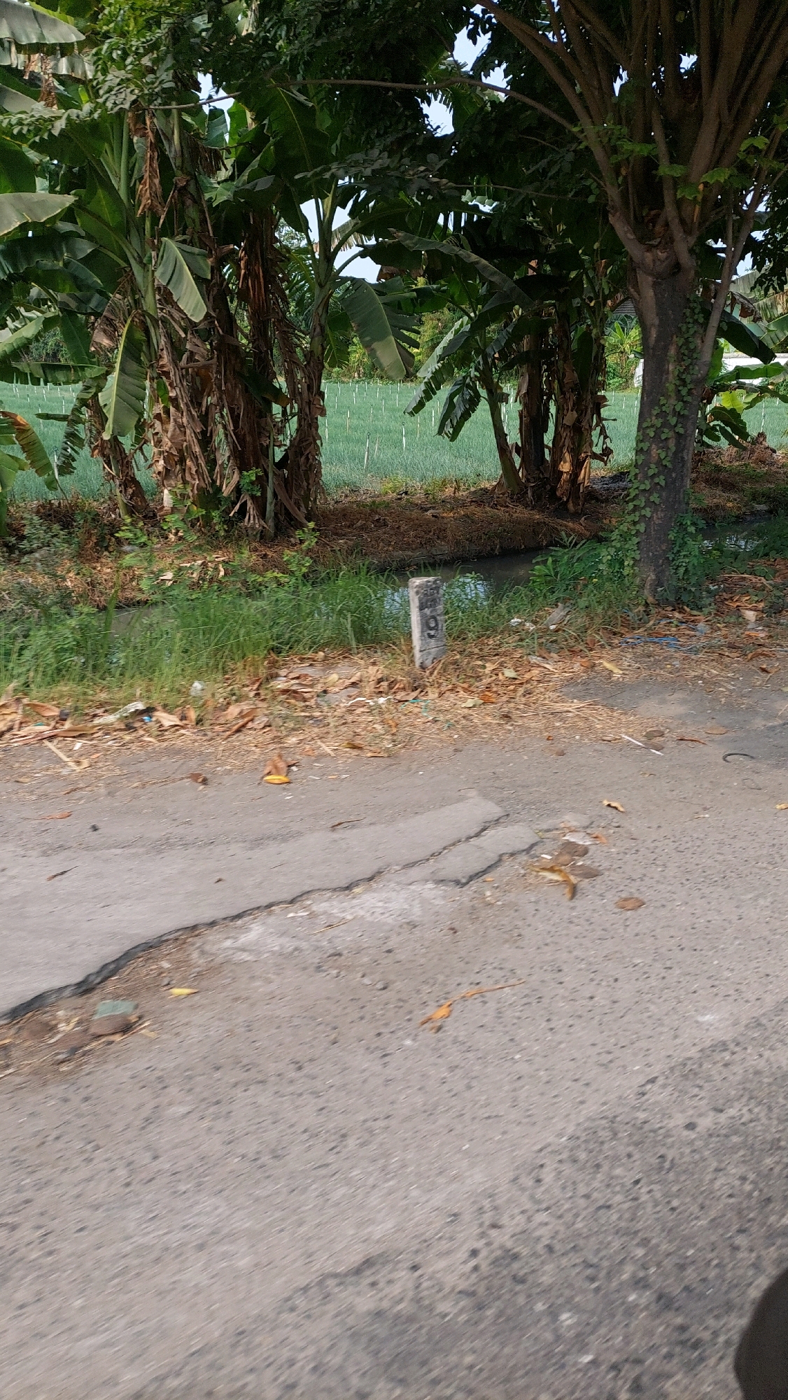 A roadside view in Ketimang, Indonesia, features lush green vegetation and trees, including banana trees, bordering a small body of water. A concrete marker with the number "9" is visible near the water's edge, partially obscured by dried leaves and debris. The foreground consists of an asphalt road with visible cracks and patches, suggesting wear and tear. Scattered leaves and a small piece of blue plastic are also present on the roadside. The background reveals a field of green crops, likely onions, with rows of white stakes. The sky is partially visible through the tree canopy, indicating a bright, possibly sunny day. No people are present in the scene.