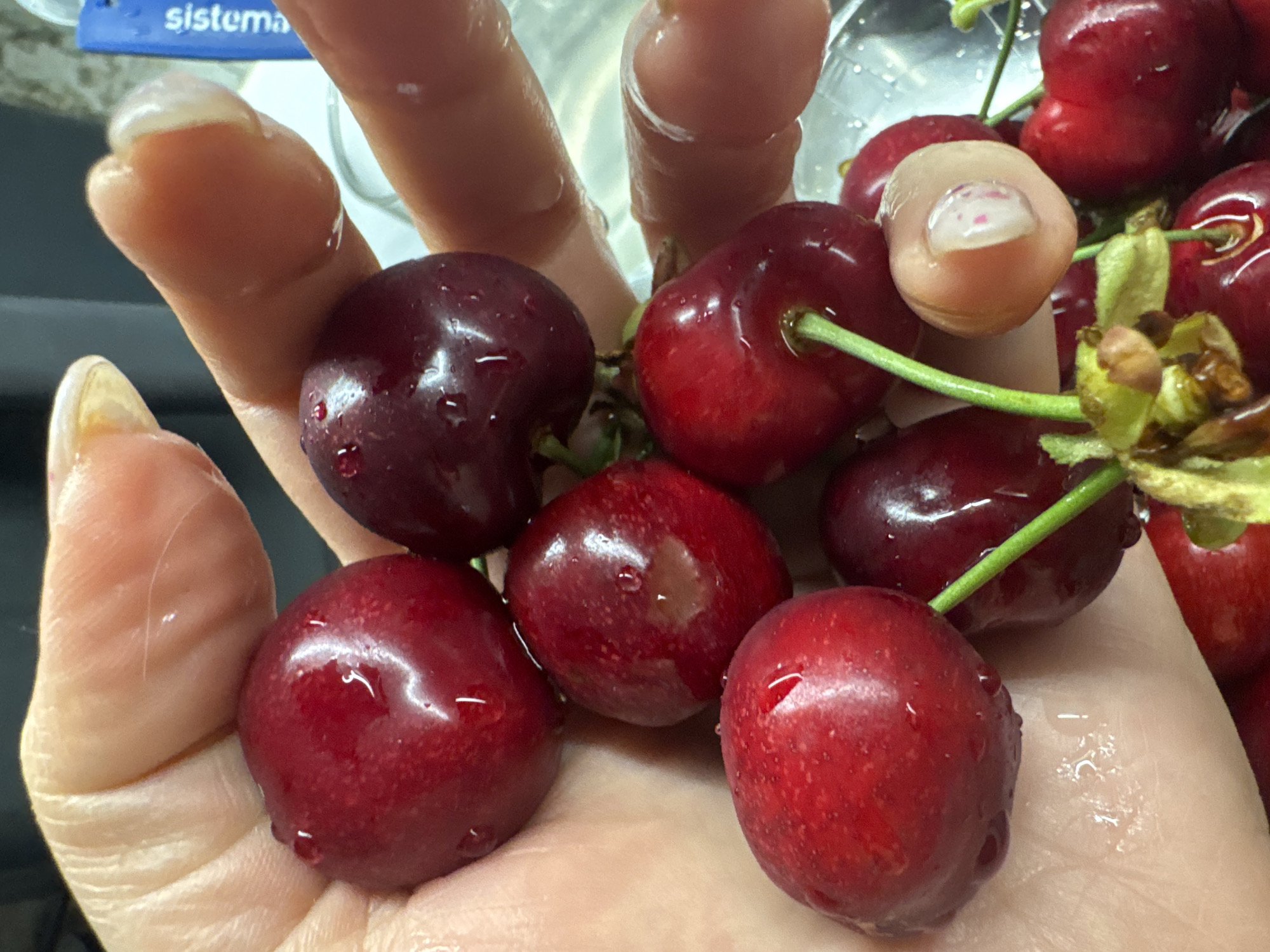 A hand holds several ripe cherries, some with green stems still attached. The cherries are wet, suggesting they have been recently washed. The background includes a blurry object labeled "Sistema" and other cherries in a container. The location is unknown and is not specified in the image.