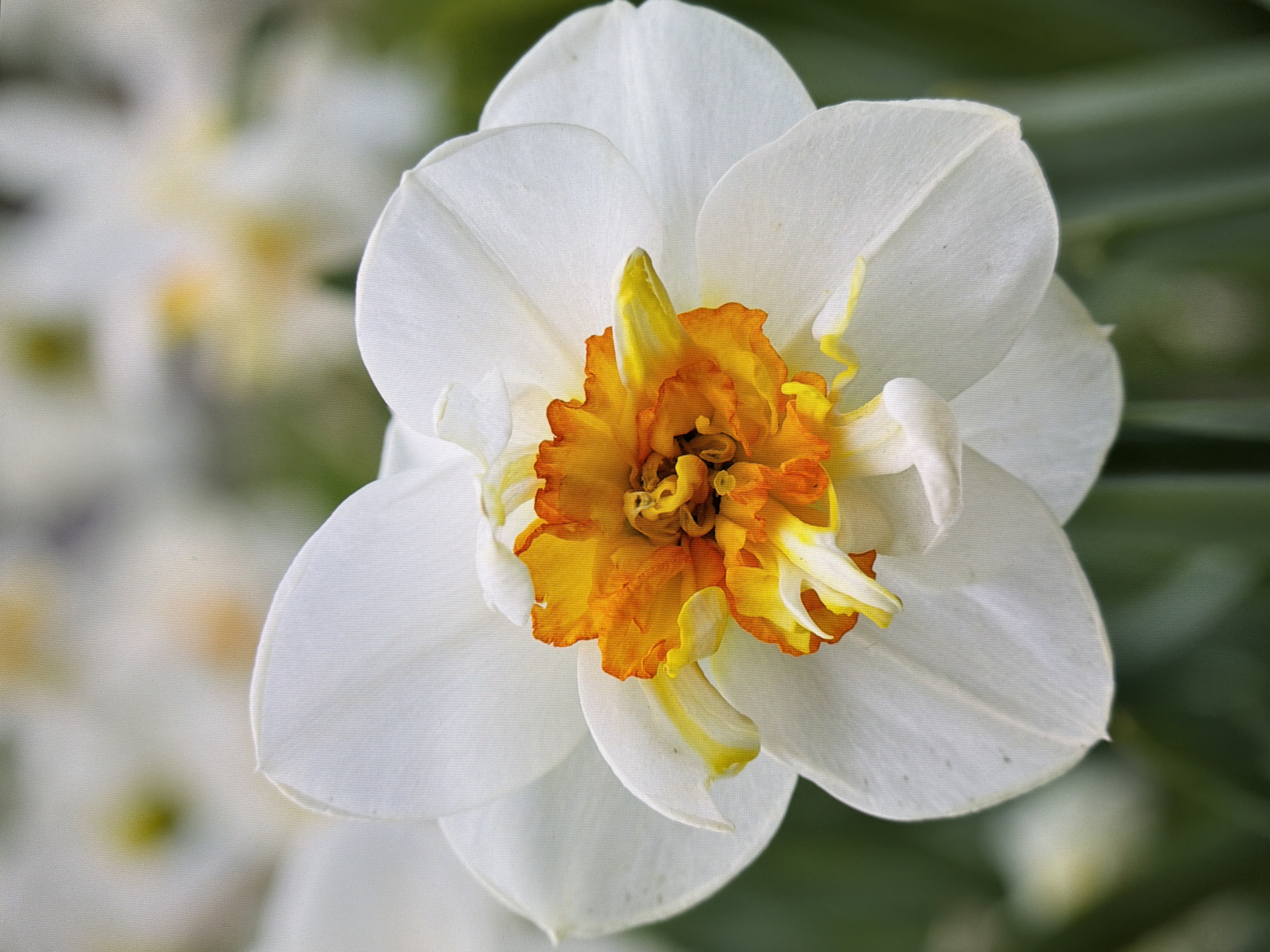 A close-up, full-frame shot of a double daffodil flower with white outer petals and a frilled, ruffled corona of bright orange and yellow is presented. The flower is centered in the frame, with a soft-focus background of green foliage and blurred white flowers, suggesting a garden setting. There is no discernible location in Kyiv, Ukraine, indicated by the image itself. No people, actions, or interactions are depicted. The image is a still photograph of a single botanical subject.