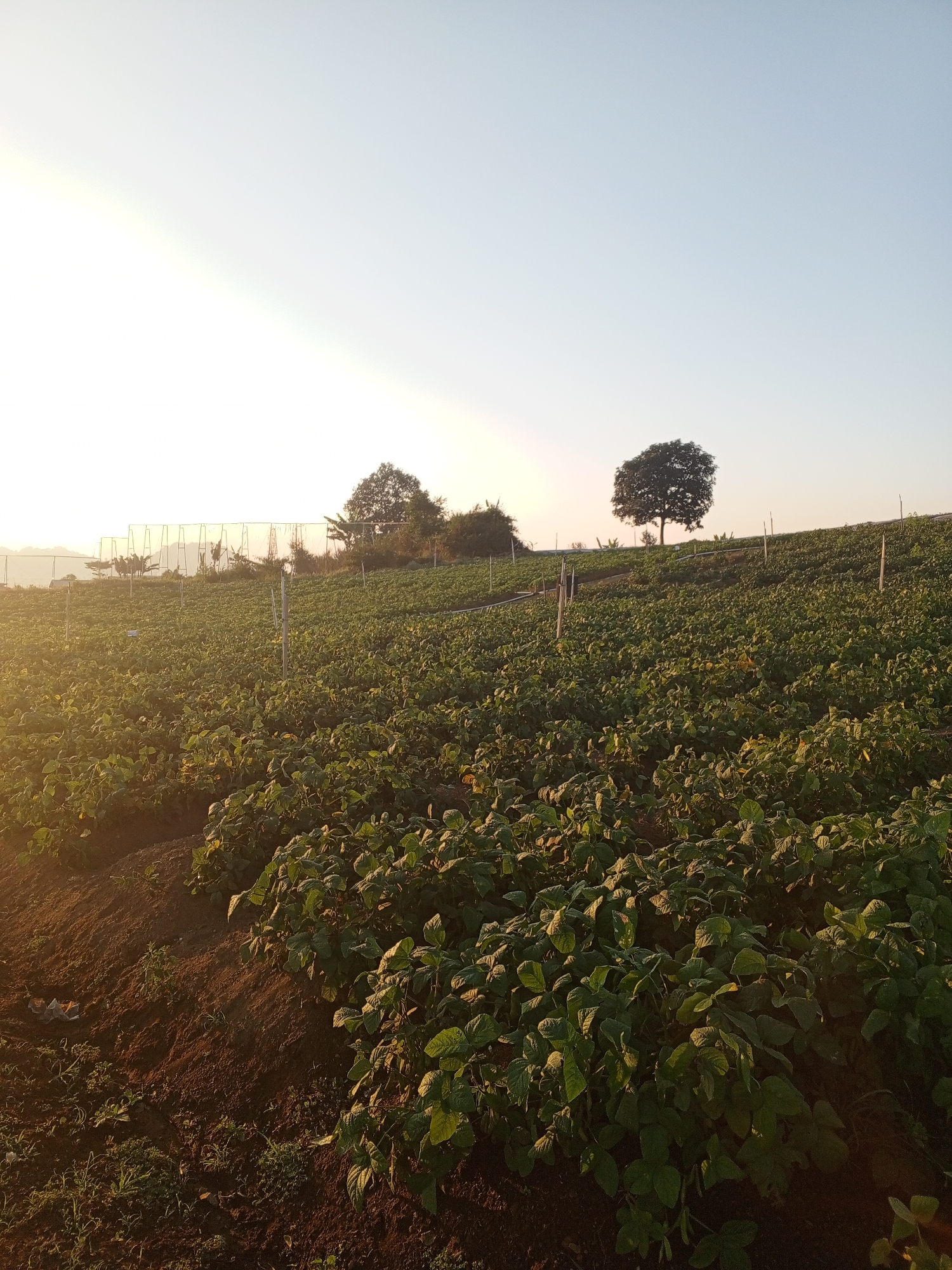 The image shows a field of green crops, likely a vegetable farm, on a hillside in Watagoda, Sri Lanka. The sun is low in the sky, casting a warm glow over the scene and creating long shadows. There are several trees scattered across the landscape, and a fence or netting structure is visible in the background. The soil appears to be dark and tilled. The image is a landscape view, with the crops filling most of the frame.