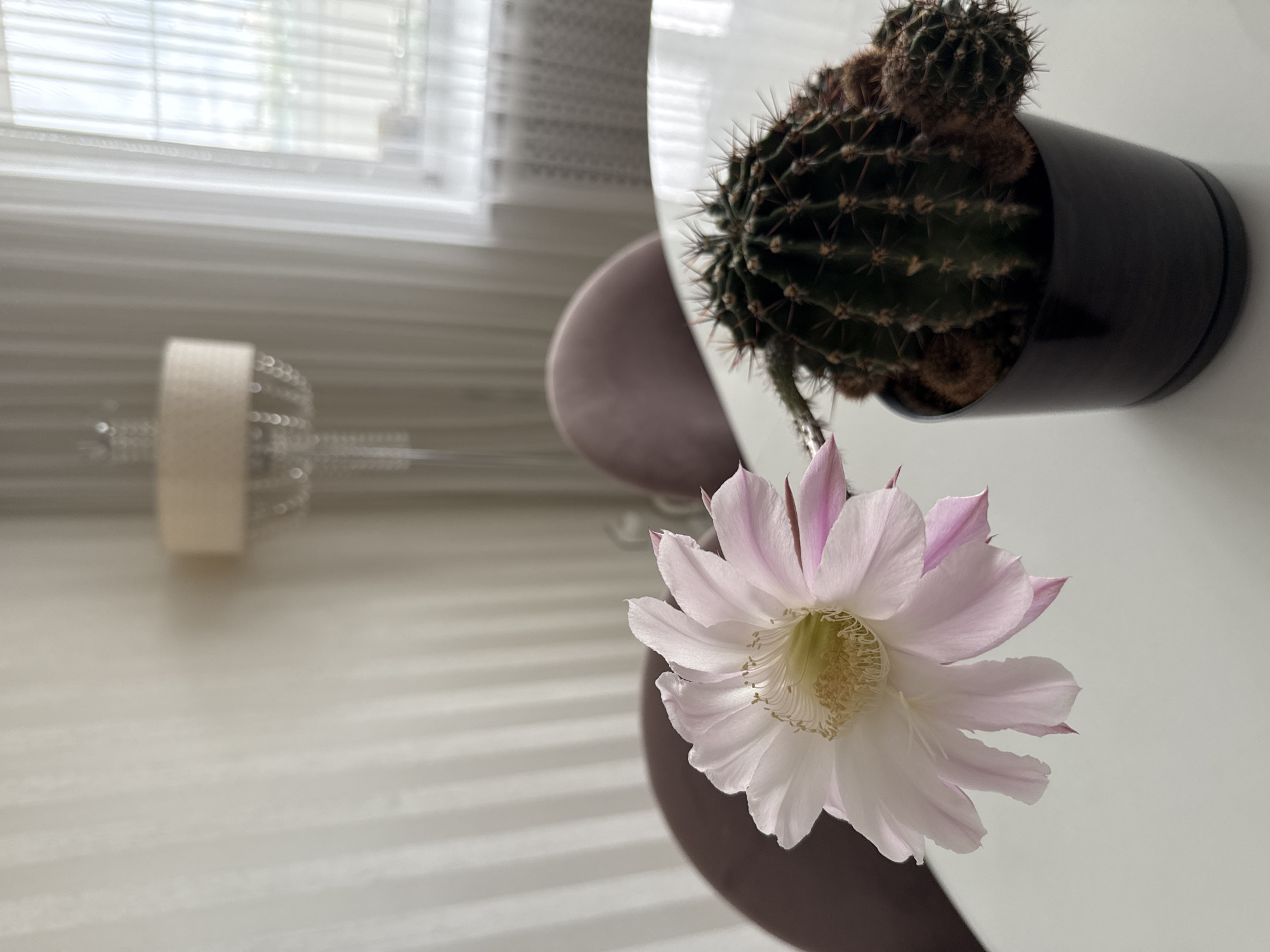 In an indoor setting, likely a home or cafe, a potted cactus with a large, pale pink and white flower in bloom is placed on a white table. The cactus is dark green, spiky, and has several smaller buds or pups emerging from its base. The flower, with delicate petals and yellow stamens, is the prominent subject, positioned to the left of the cactus. In the background, a floor lamp with a cream-colored shade and a decorative crystal stem is visible. Two upholstered chairs with dusty rose fabric are partially seen behind the table. Vertical white blinds cover a window in the background, letting in diffused daylight. The overall scene is brightly lit and suggests a calm, domestic environment. There is no indication of the location being in Chelyabinsk, Russia.