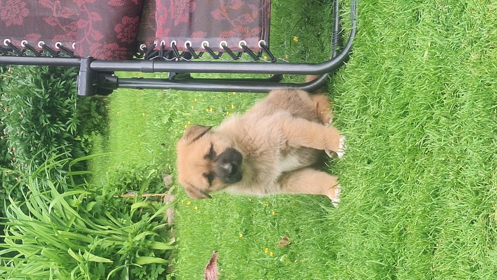 A young, light brown puppy with dark markings around its eyes and nose sits on a bright green lawn next to a dark gray metal lounge chair with a burgundy patterned fabric seat. The puppy is facing the camera, with its front paws together and its head slightly tilted. The lawn is mowed and has scattered small yellow wildflowers. In the background to the left, there are tall green plants and some leafy bushes. To the right, the lounge chair occupies the foreground. The overall setting appears to be a backyard or park. The image lacks any specific geographical markers to pinpoint a location within the city of Unknown, Latvia.