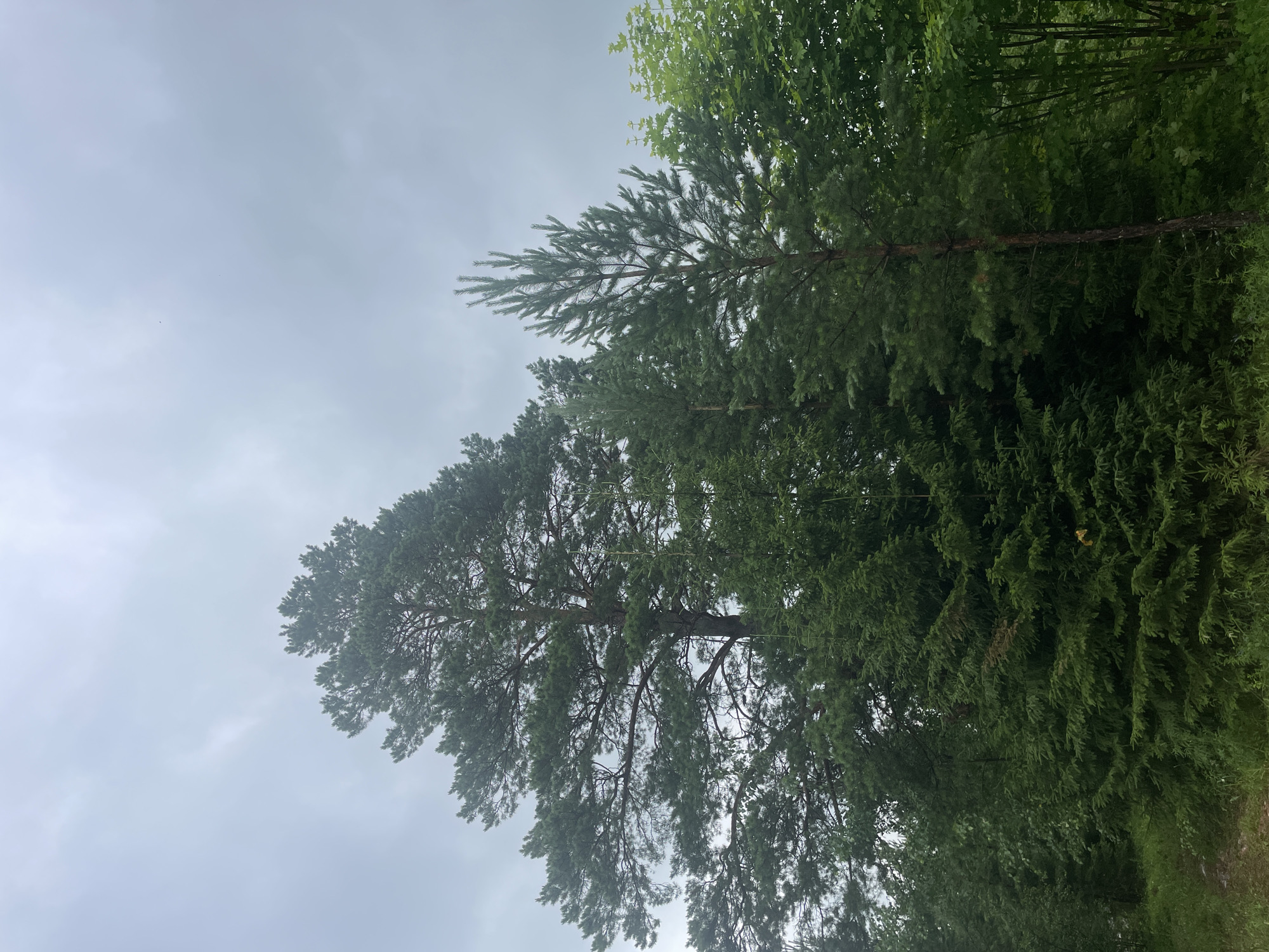 The image depicts a cluster of trees against an overcast sky. The orientation of the image is vertical, with the sky occupying the upper left portion and the trees filling the rest of the frame, extending from the bottom upwards.
The subjects are primarily evergreen trees, with what appears to be pine trees dominating the foreground and midground. Their needles are a deep green, and their branches spread wide, some reaching towards the sky. There are also some deciduous trees visible, their leaves a lighter green, in the upper right portion of the image. The branches of these trees are dense and overlapping, creating a lush, forest-like appearance.
The scene is a natural setting, likely a forest or a wooded area. The sky is a uniform light gray, suggesting a cloudy or possibly foggy day. There are no people or animals visible. The lighting is soft and diffused, typical of an overcast day. The time of day is not clearly indicated, but the diffused light suggests it could be daytime. There are no prominent objects other than the trees, and no visible text.
The overall mood of the image is calm and serene, with a focus on the natural beauty of the trees and the subdued atmosphere created by the weather. The dense foliage suggests a temperate climate. Given the location context of Protasy, Russia, the image likely represents a typical natural landscape found in that region, particularly during seasons with moderate cloud cover.