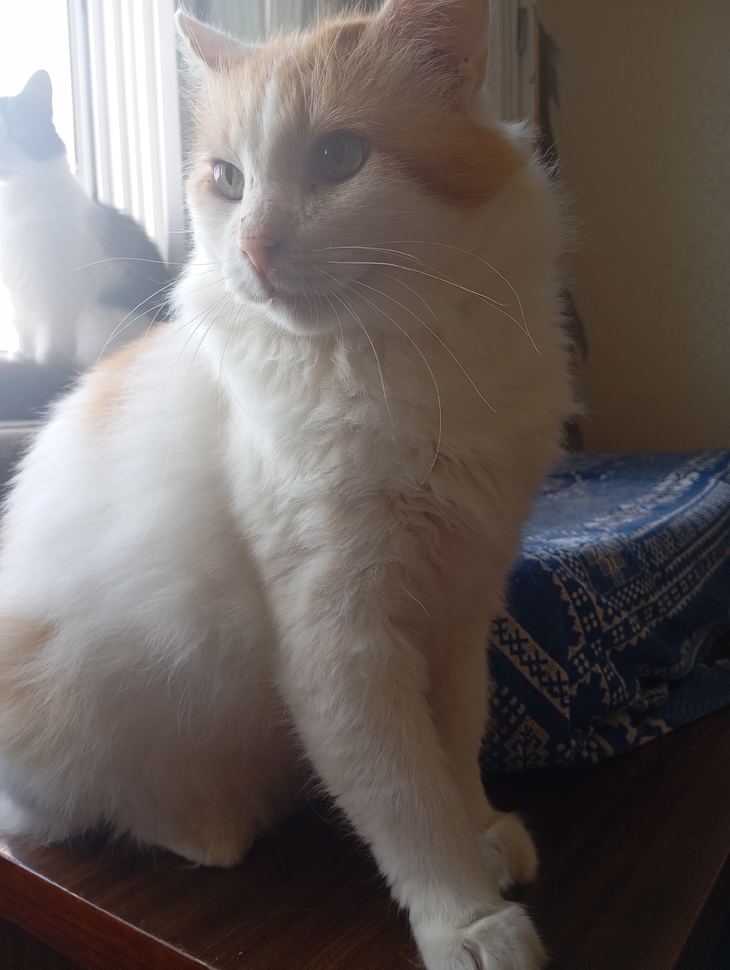 A close-up, eye-level shot shows a fluffy ginger and white cat sitting on a dark wooden surface in what appears to be an indoor environment, possibly in Kharkiv, Ukraine. The cat is facing left, with its body angled towards the viewer, and its gaze is directed away from the camera. Its fur is thick and soft, with patches of ginger on its head and back, and the rest is white. Its eyes are large and green, with a curious expression. In the background, out of focus, another cat, silhouetted against a bright window, is visible. A folded blue and white patterned cloth is placed to the right of the main subject. The lighting suggests it is daytime, with light coming from the window. The overall impression is one of a calm, domestic scene.