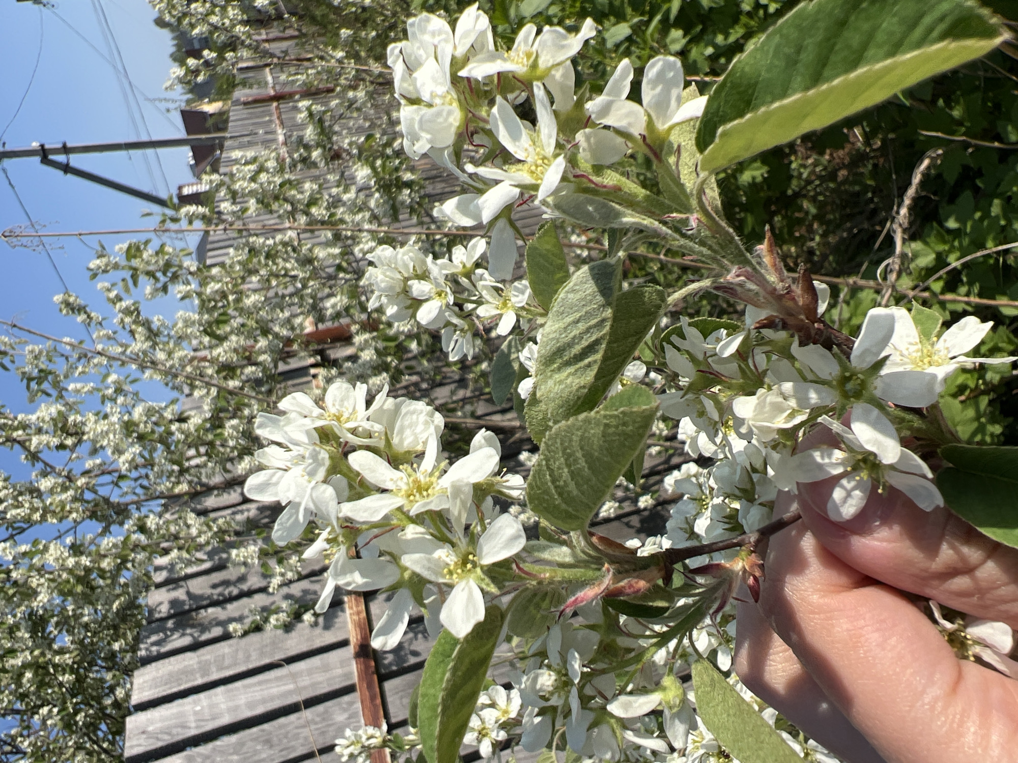 The image shows a close-up of a flowering tree branch held by a person's hand. The tree has white flowers with yellow centers and green leaves. In the background, there is a blurred wooden building and another tree also in bloom. Above the building, there's a glimpse of a blue sky. The location is possibly in Votkinsk, Russia, based on the prompt, but there is no evidence of this in the image itself. No actions or interactions are visible, beyond the hand holding the branch. The environment is a sunny, outdoor setting.