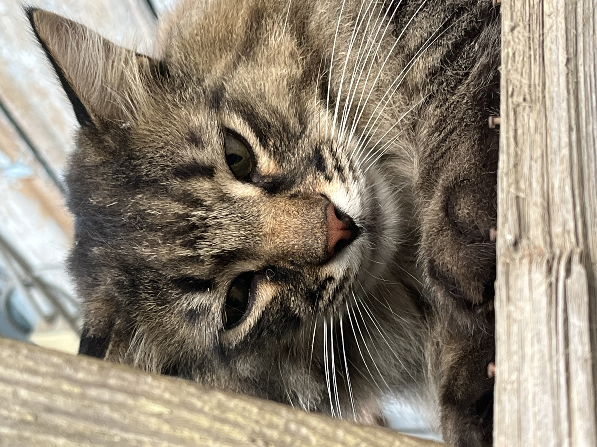 A close-up, eye-level, outdoor shot shows the face of a tabby cat. The cat has brown and black fur with some lighter tan markings. Its eyes are green and narrowed. Its whiskers are long and white. The cat is resting its front paws on a weathered wooden surface, likely a fence or a porch railing. The background is blurred, with hints of what appear to be wooden planks and possibly some sky. The overall impression is that of a domestic cat in a relaxed, but perhaps watchful, state. The location of Krasnyye Barrikady, Russia, is not depicted or suggested in the image itself.