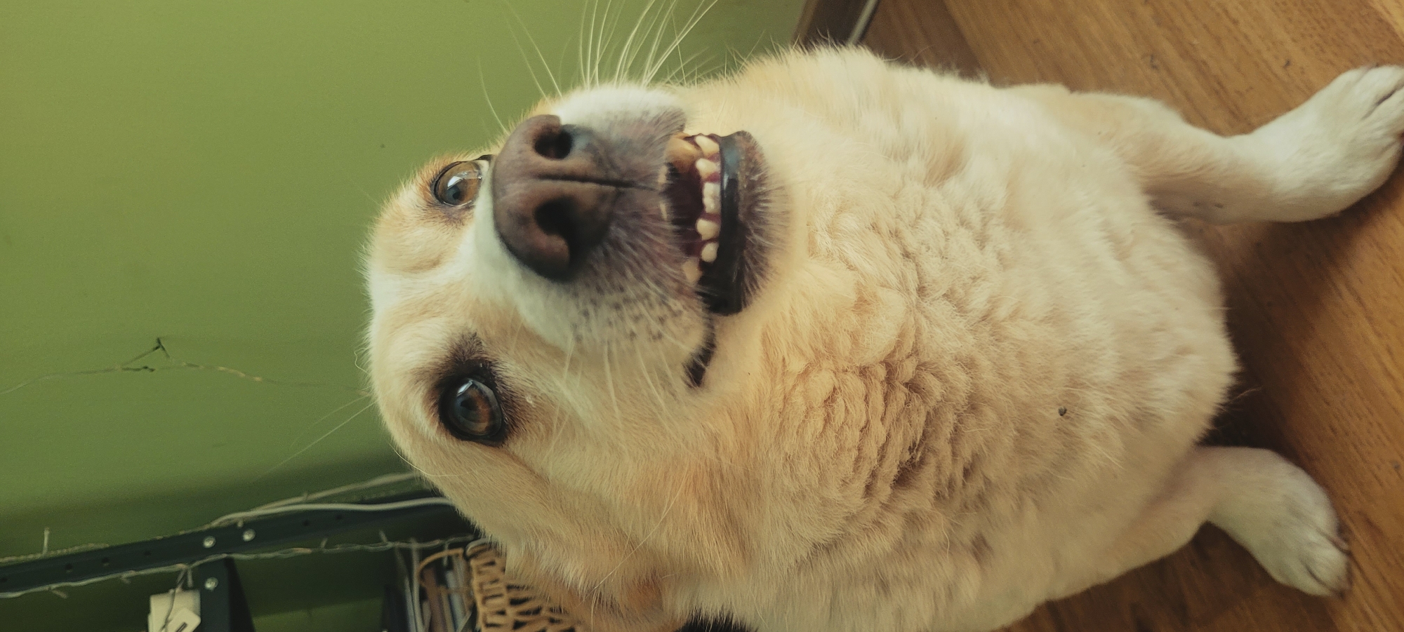 A close-up, slightly upward-angled shot shows the face of a light-colored dog. The dog's mouth is open, revealing its teeth, and its tongue is visible. Its eyes are dark brown and appear reflective, with one eye looking slightly to the left. The dog's nose is dark brown and appears wet. The background consists of a green wall and a wooden floor. To the left of the dog, there is a shelf unit with some items on it, including a wicker basket. A thin string light is visible on the green wall. The image is well-lit.