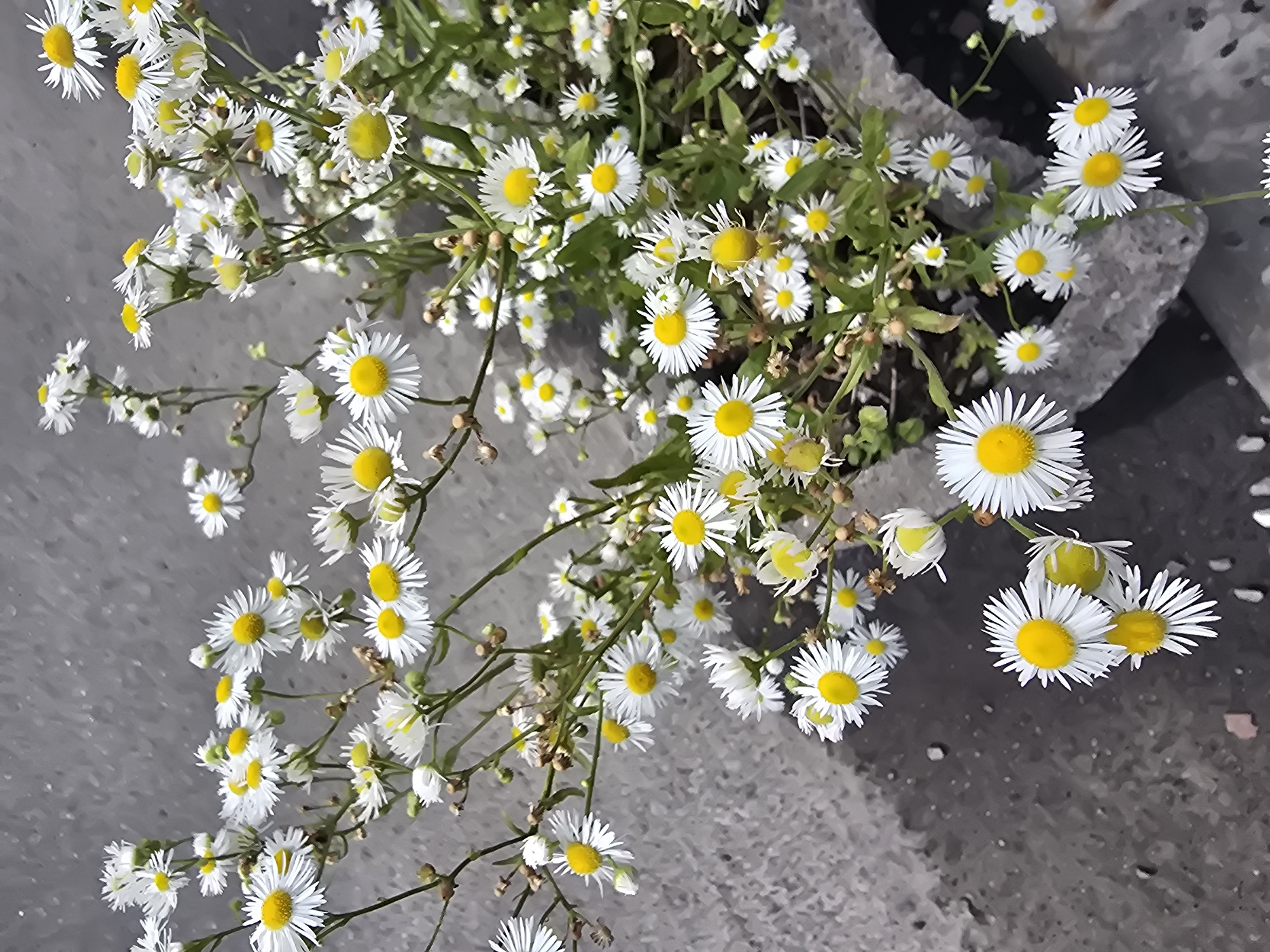This is a close-up, eye-level, medium shot photograph of a cluster of white daisies with yellow centers, growing in a rough, grey concrete planter. The daisies are in bloom and their delicate white petals radiate outwards from the bright yellow discs. Some of the flower stems are thin and dark green, with small buds and leaves. The background is a textured, grey, mottled surface, possibly asphalt or concrete pavement, suggesting an urban or semi-urban environment. The lighting is natural, and the image appears to have a slightly desaturated, almost painterly quality. The scene is devoid of any human presence or activity. The specific location of Sofiivska Borshchahivka, Ukraine, is context provided externally and not visually discernible from the image itself.