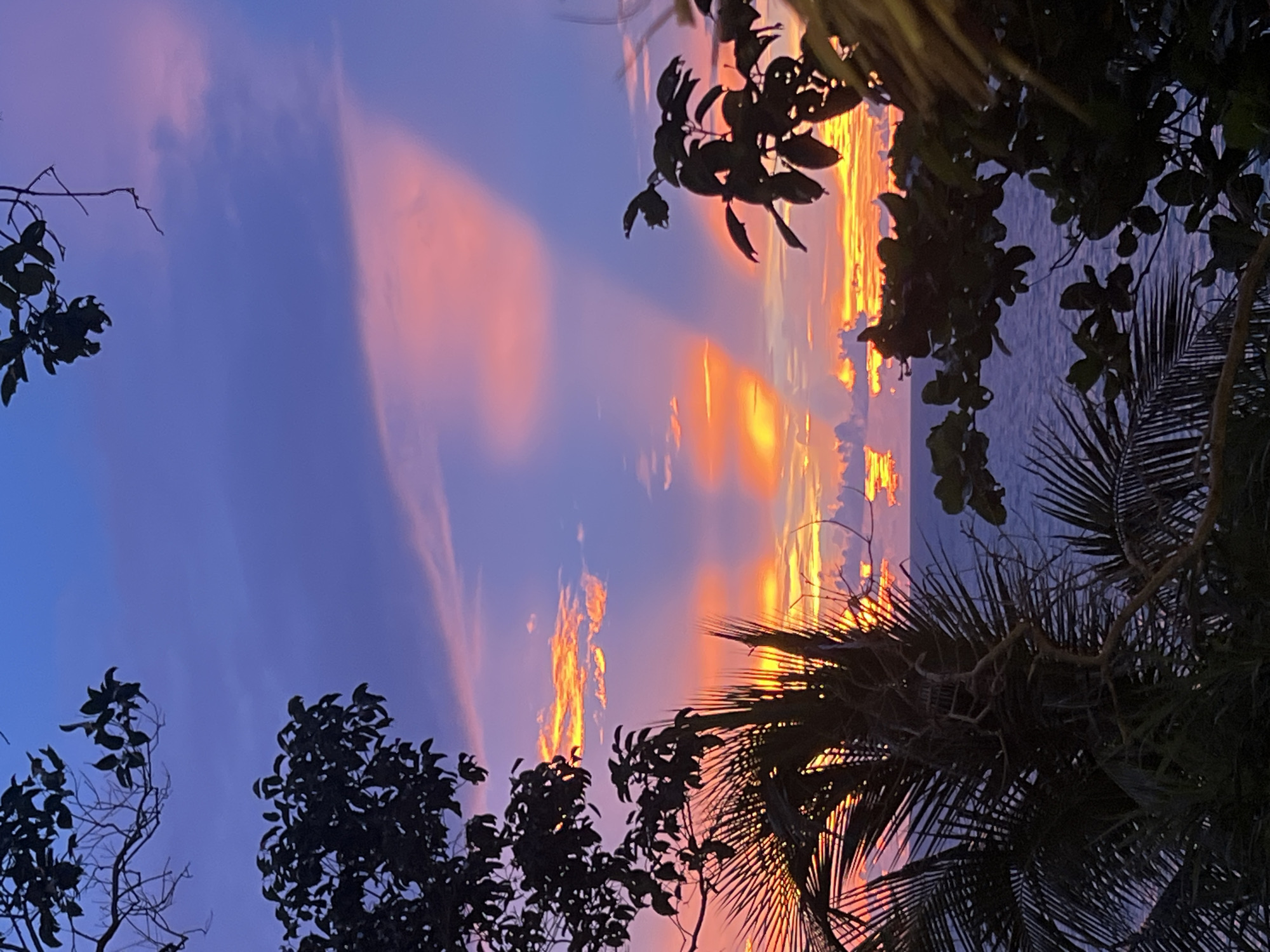 The image depicts a vibrant sunset over the Andaman Sea, as viewed from Karon Beach, Thailand. Silhouetted palm fronds and tree branches frame the scene. The sky is a gradient of deep blue at the top, transitioning to hues of pink, orange, and yellow near the horizon where the sun is setting. Wispy clouds catch the light, creating streaks of vivid color. The sea below is a calm, deep blue. The overall impression is one of natural beauty and tranquility.