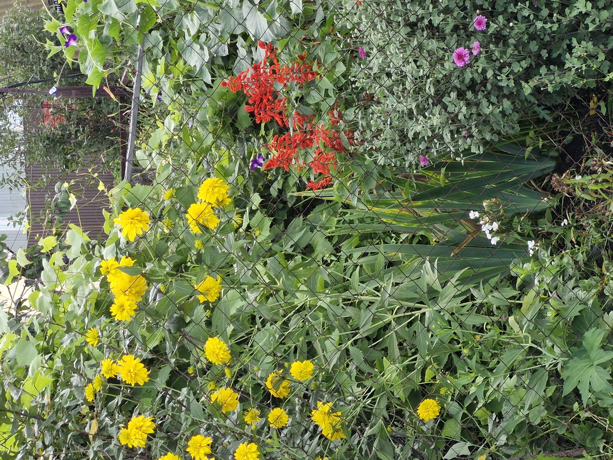 A chain-link fence runs across the foreground of this outdoor, daytime, medium-shot image, obscuring a densely planted garden. The garden is filled with a variety of flowering plants and foliage. In the upper left quadrant, a cluster of bright yellow, pom-pom-like flowers are visible, interspersed with lush green leaves. These yellow flowers continue down the left side of the image. To the right of the yellow flowers, a tall stalk of vibrant red flowers, possibly Salvia, stands out against the green background. In the lower right, a bush with small, muted purple flowers and silvery-green foliage occupies a significant portion of the frame. Other plants, including what appear to be iris leaves, are visible in the background. The overall impression is of a vibrant and somewhat wild garden, with the fence acting as a barrier between the viewer and the flourishing plant life. The scene is likely located in Buzdyak, Russia, as indicated by the prompt. There are no people or animals present in the image.