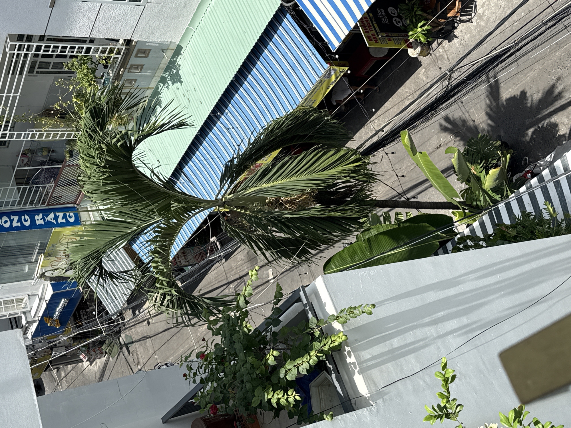 The image depicts an aerial view of a narrow street in Nha Trang, Vietnam, likely a commercial area, on a bright sunny day. The street is lined with buildings and shops, many of which have awnings and signage. A prominent feature is a tall palm tree with large fronds casting shadows on the pavement. In the foreground, a balcony railing is visible with potted plants, including a rose bush with red flowers and green leaves. Beyond the street, there are more buildings with windows and balconies, some with laundry hanging. Power lines are strung across the street. The shops have colorful awnings, some striped blue and white, others green and blue. There are people walking on the street, and one person is seen entering a shop. Several signs are visible, some in Vietnamese, one with the text "MI QUANG NHA TRANG" which indicates a local specialty noodle dish. The overall impression is a bustling urban environment with a mix of residential and commercial elements.