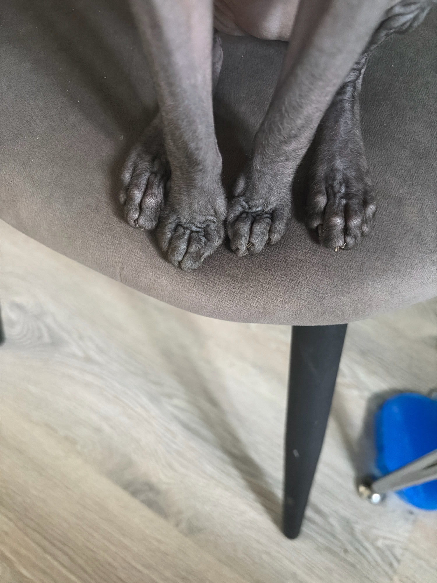 The image shows the paws of a dog resting on a gray upholstered chair. The dog's legs are visible, and its paws are curled slightly. The chair is placed on a light-colored wooden floor. In the background, a portion of a black chair leg is visible, along with a bright blue object that appears to be a toy. The lighting suggests an indoor setting. The image does not provide any information to indicate its location in Arkhangelsk, Russia, or any other specific city.