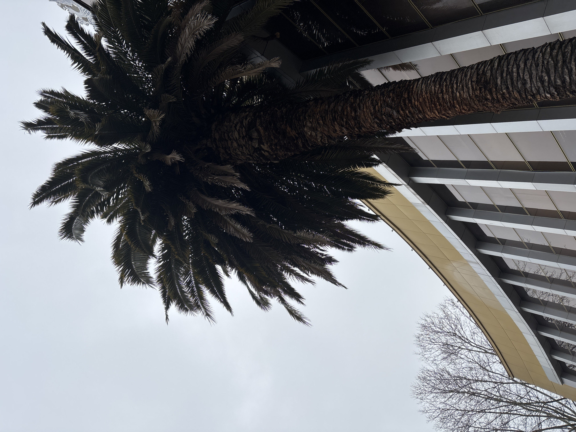 A low-angle shot depicts a tall palm tree, its trunk and fronds prominently displayed, situated next to a modern building with a curved architectural feature and a glass-paneled facade. The sky is overcast. A bare tree, devoid of leaves, is visible in the lower right corner, partially obscured by the building's overhang. The image is taken in Sochi, Russia.