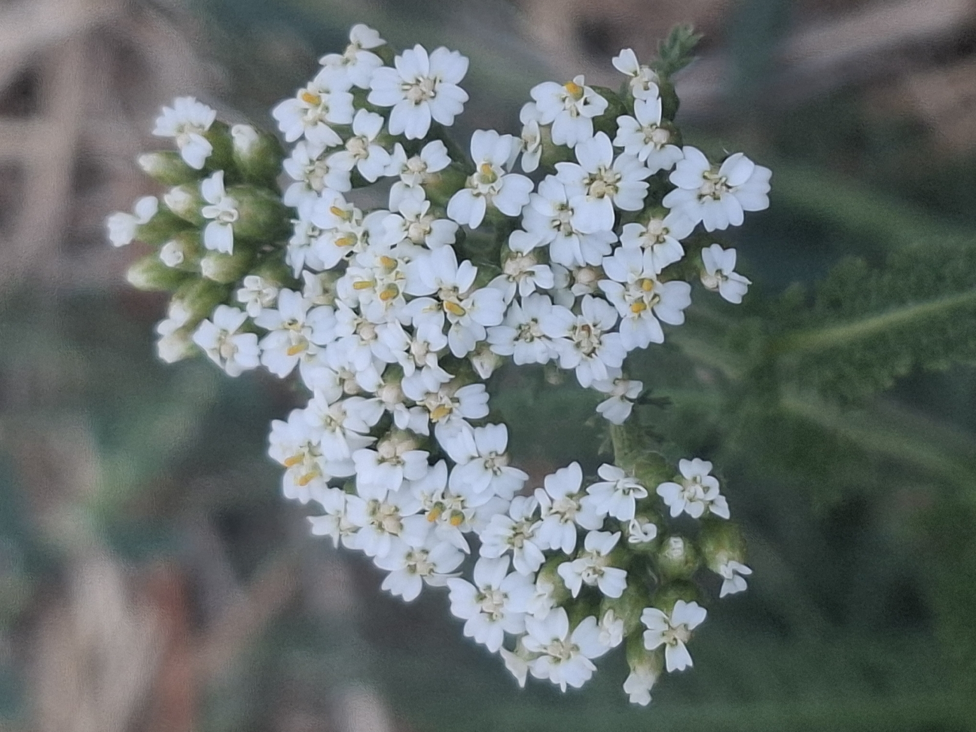A close-up, vertical shot focuses on a cluster of small white flowers with yellow centers. The flowers are arranged in a dense, umbel-like inflorescence, with some buds still visible. The background is blurred, showing muted tones of brown and green, suggesting an outdoor natural setting. There are no people or discernible human activity in the image. The scene appears to be located in Almaty, Kazakhstan, possibly in a park or natural area.