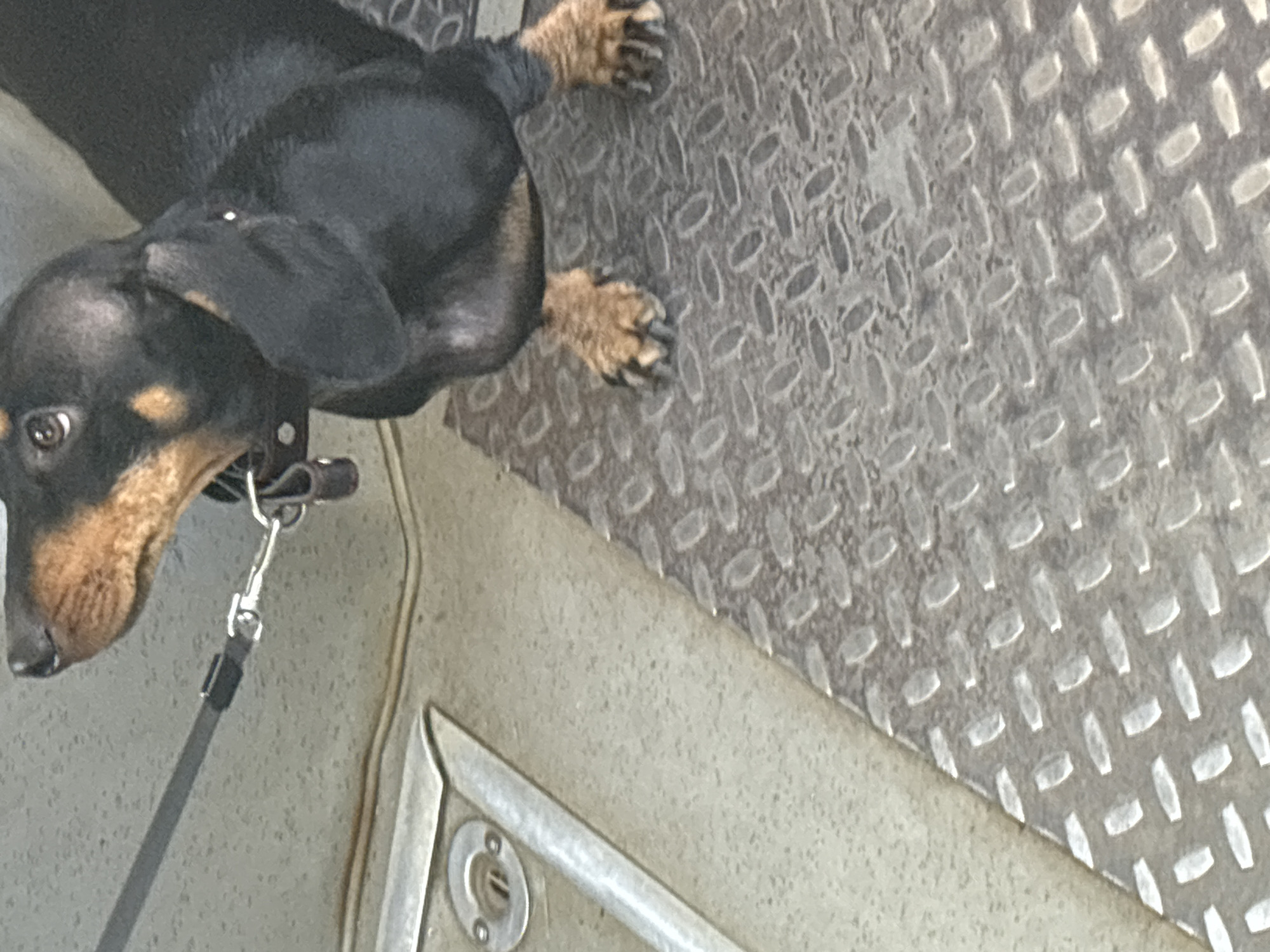A black and tan Dachshund is shown from the chest down, standing on a metal diamond plate floor. The dog is wearing a black collar and a leash is attached to it. The dog's front paws are visible, with its claws showing. The background appears to be a light gray wall. The scene does not provide any contextual information that would allow for determining its location in Novosibirsk, Russia.
