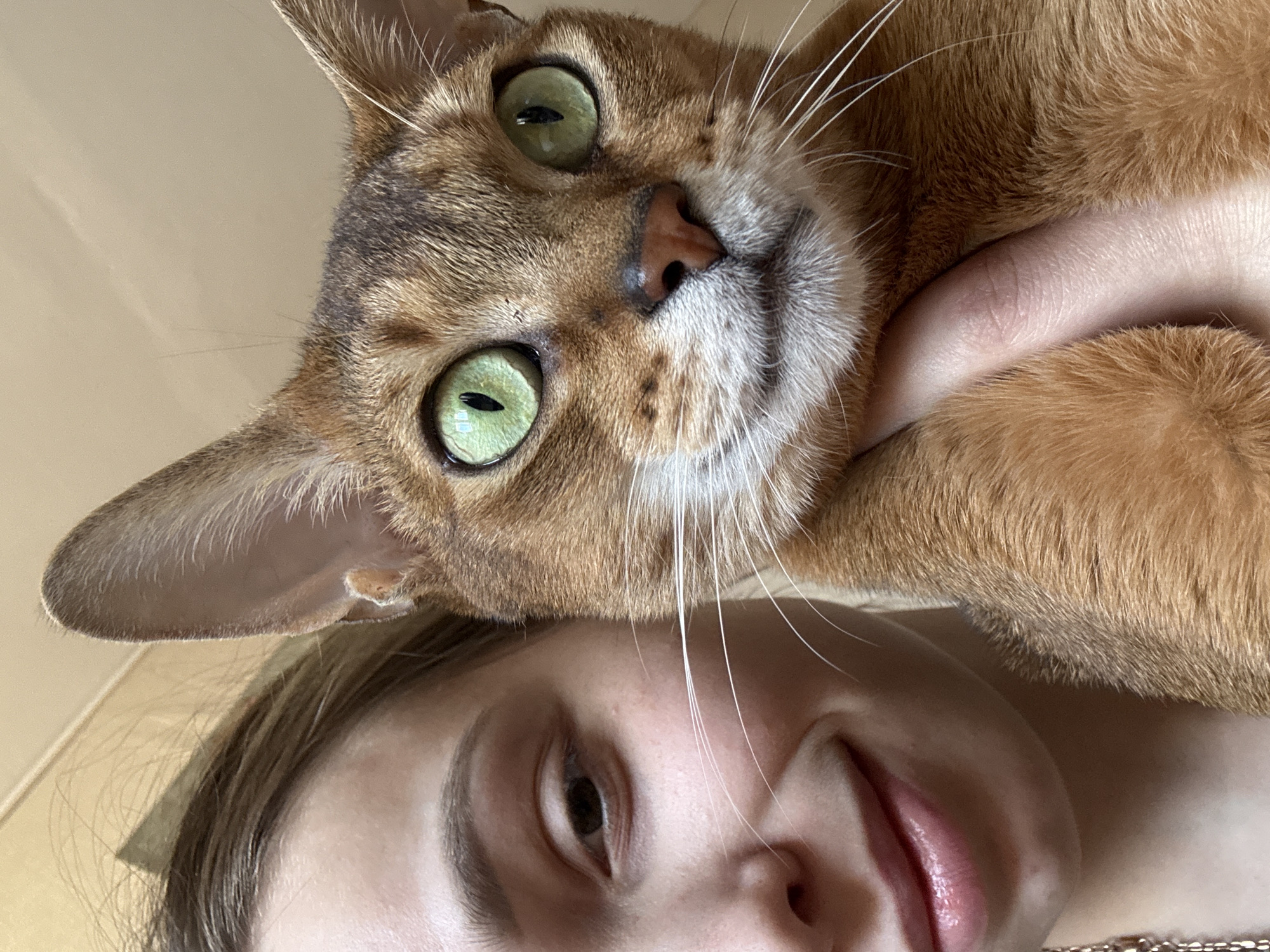 A selfie-style photograph features a person and a cat. The cat, a brown Abyssinian with green eyes, is held in the person's arms close to the camera, its head prominently featured. The person is visible below the cat, smiling slightly. The location is unknown and there is no indication of the city of Chaikovsky, Russia. The environment appears to be indoors.