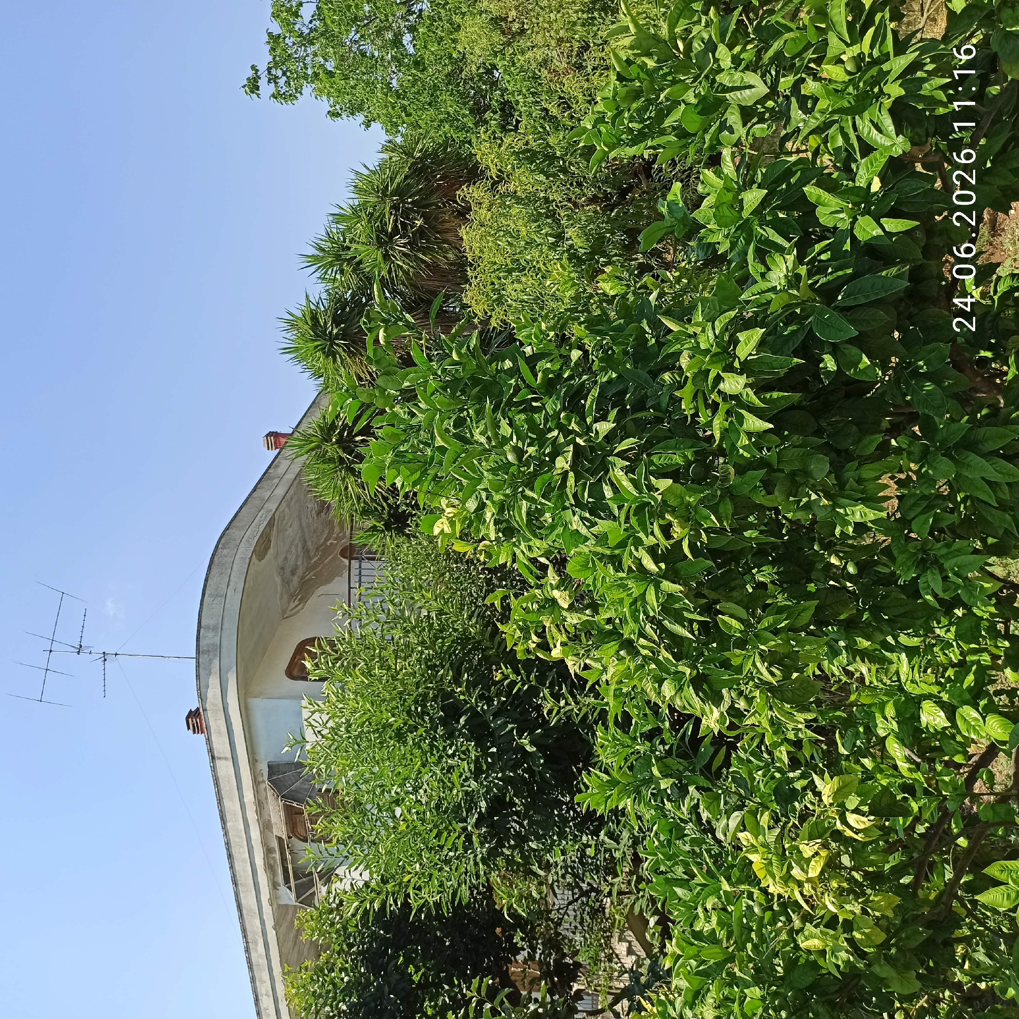 The image shows a residential building with a curved roof, partially obscured by lush green foliage. The building appears to be in a state of some disrepair, with peeling paint on the underside of the overhang and a broken window frame. An old-fashioned television antenna is mounted on the roof, and a brick chimney is visible. Several types of trees and shrubs are present in the foreground, with some bearing small green fruits, possibly from a citrus tree. The sky is clear and blue. A timestamp "24.06.2026 11:16" is visible in the lower right corner of the image, suggesting it was taken on June 24, 2026, at 11:16 AM. The architecture and vegetation suggest a Mediterranean climate. While the specific location in Bitonto, Italy, is not identifiable from the image alone, it depicts a residential property with a garden. No people are visible in the image.