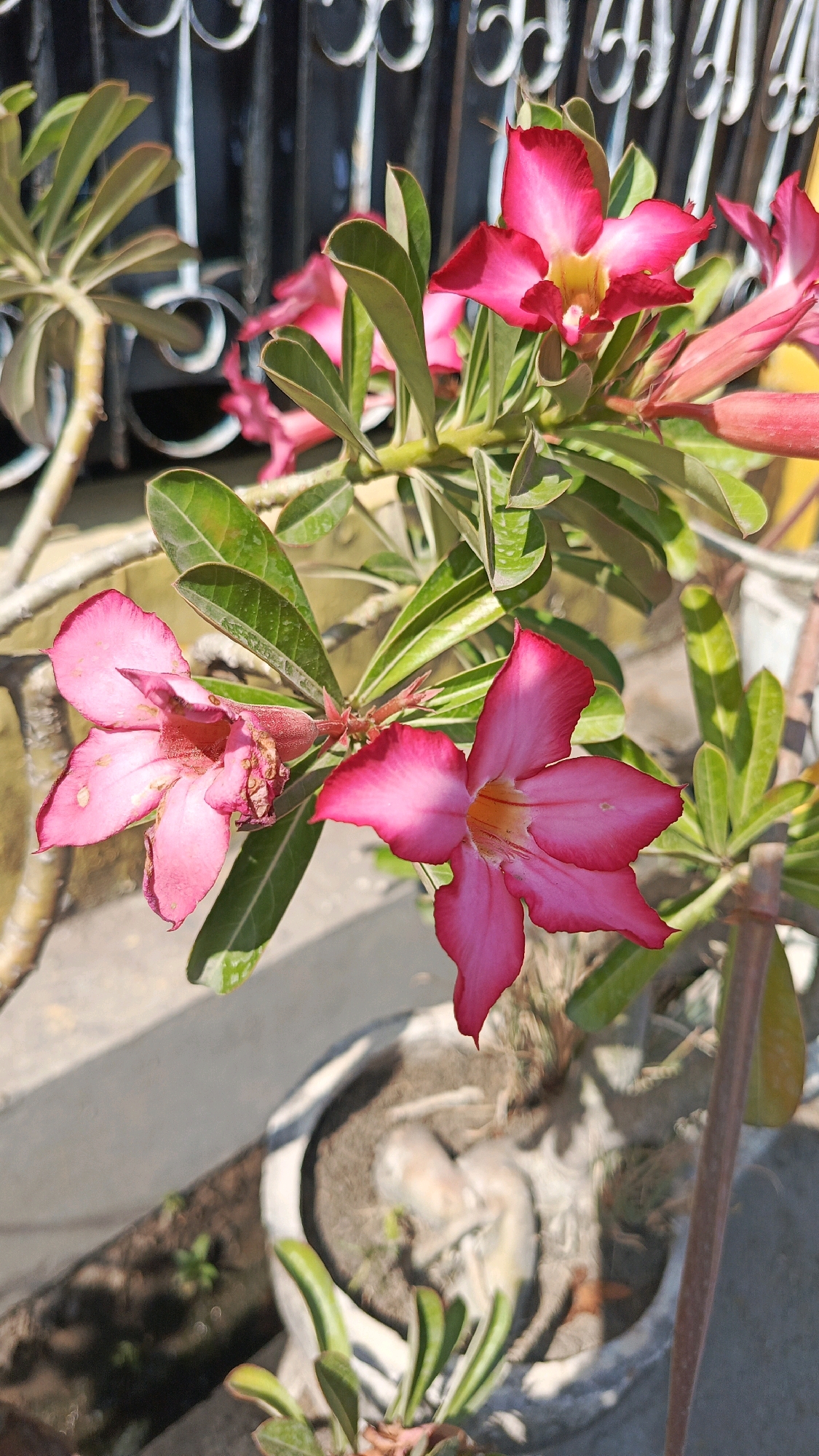 A close-up, eye-level, outdoor shot captures a flowering Adenium plant, commonly known as the Desert Rose. The plant is potted in a weathered, concrete planter that appears to be made of concrete. It is situated on a paved surface, possibly a walkway or patio, with some soil and small green sprouts visible on the ground. The background features a black metal fence with ornate white scrollwork, illuminated by sunlight. The plant itself displays several vibrant pink flowers with lighter pink or white centers, some in full bloom and others in bud form. The leaves are a deep green, with some exhibiting a slightly glossy texture. The overall scene suggests a sunny day, likely in a residential or garden setting within Ronowijayan, Indonesia.