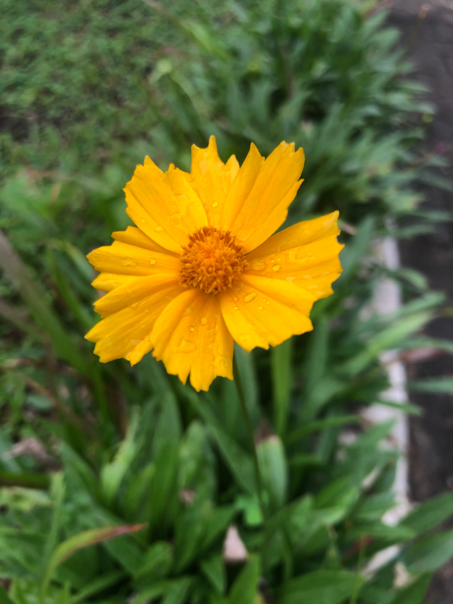 A close-up, vertically oriented shot focuses on a single, vibrant yellow flower with dew drops scattered across its petals. The flower is positioned slightly off-center, with its petals unfurling outwards. The center of the flower is a textured, orange disc. The background is a blur of green foliage, suggesting an outdoor environment, possibly a garden. The lighting is soft, highlighting the delicate details of the flower and the water droplets. The image does not depict any identifiable locations within Ojomu, Nigeria, nor does it contain any people or actions. The scene is static and natural.