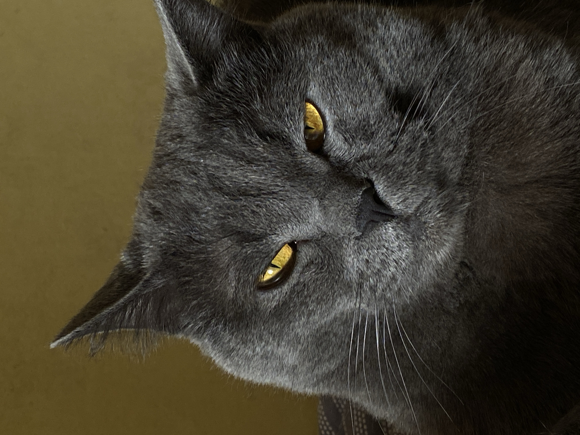 A close-up, slightly rotated image shows the head of a gray cat with golden eyes. The cat's fur is dense and appears soft. The cat is looking slightly downward and to the side. The background is a solid, muted yellow color. There is no indication that the image was taken in Votkinsk, Russia.