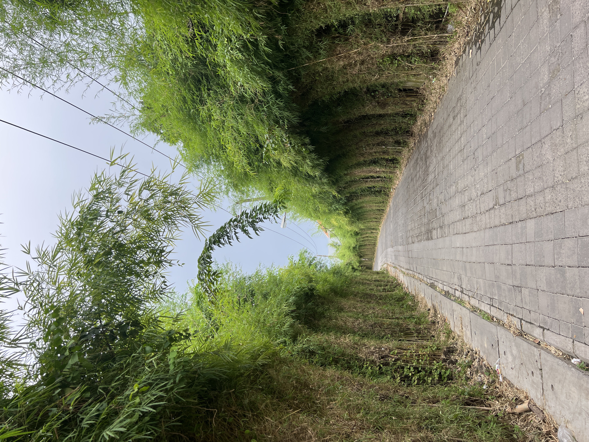 The image displays a narrow, paved pathway extending into the distance, flanked by a dense bamboo grove. The path, constructed from rectangular stone or concrete blocks, appears to curve slightly as it recedes. On both sides, vibrant green bamboo plants grow tall and lush, their branches and leaves forming a natural, arching canopy overhead, creating a tunnel-like effect. Bright daylight filters through the bamboo, illuminating the path.
A clear, light blue sky is visible above the bamboo on the left, with several dark utility lines stretching horizontally across it. Along the edges of the paved path, there is a mix of green grass, dry foliage, and a concrete curb or drainage ditch, which contains some scattered small debris. The scene evokes a sense of tranquility and immersion in nature. There are no people or specific activities depicted. The bright lighting suggests it is daytime. No text is visible in the image. This serene pathway is located in Kuta Selatan, Indonesia.
