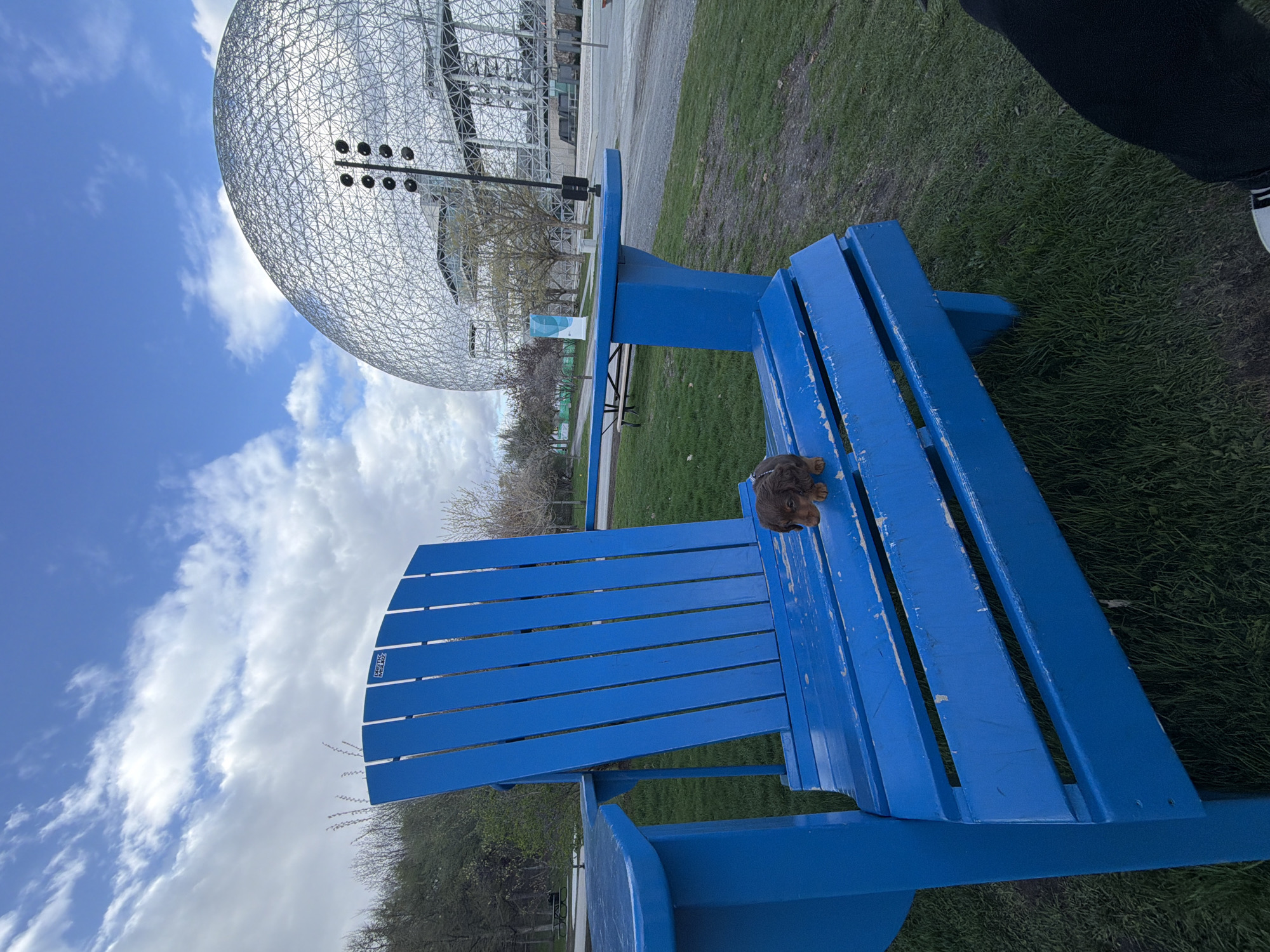 A ground-level, medium-range shot displays a bright blue wooden Adirondack chair, occupied by a small brown poodle, and located in a park setting at Parc Jean-Drapeau in Montreal, Canada. The poodle sits on the right side of the chair, facing the right side of the frame. Behind the chair, partially visible is Montreal’s Biosphere with a clear blue sky and scattered clouds as background. Green grass surrounds the chair. To the top right, part of a person's leg in dark clothing and a white shoe are visible.