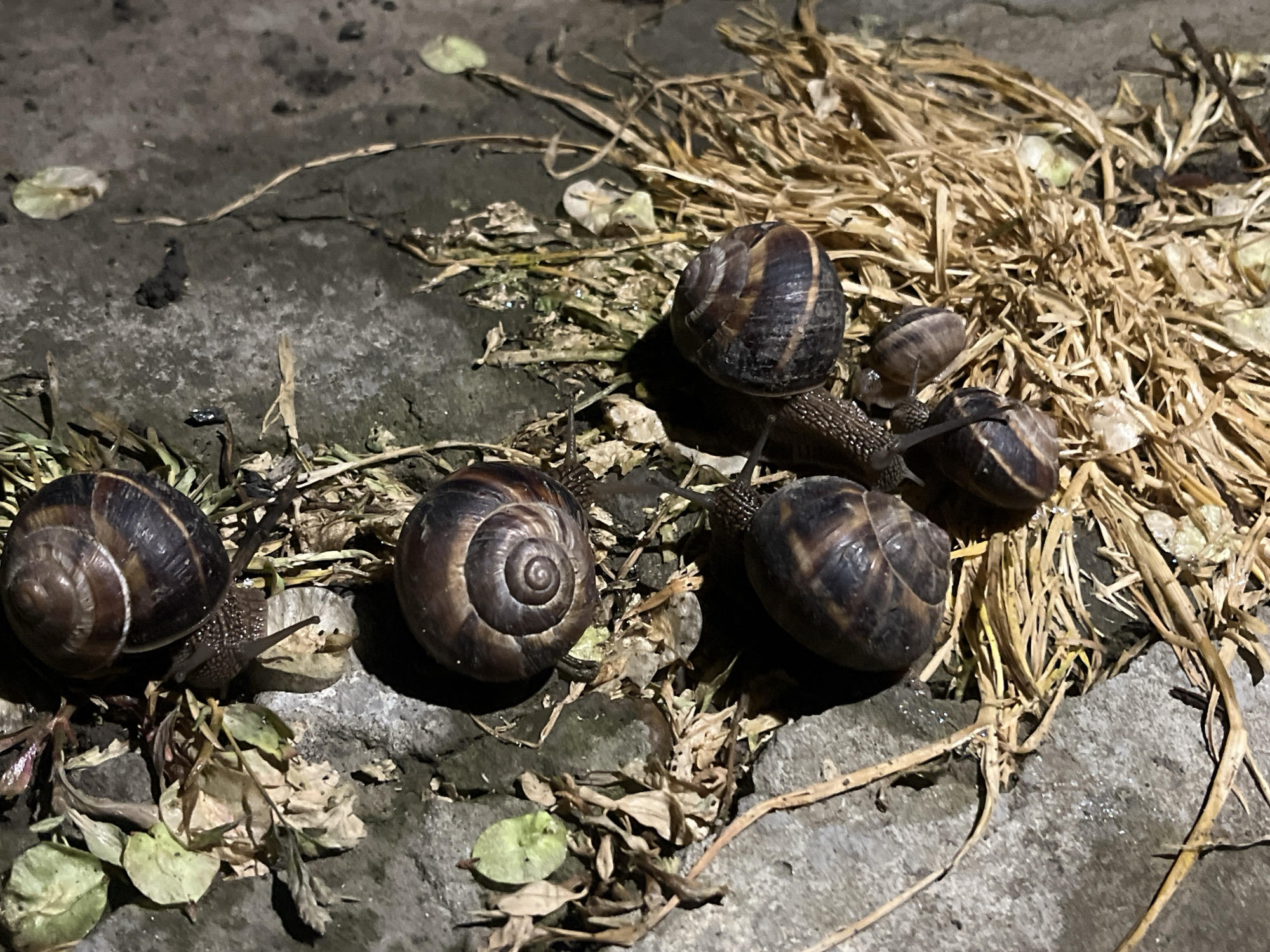 The image depicts a group of snails on a concrete surface with straw and leaves. There are five snails visible, varying in size. The environment is dimly lit, suggesting it may be nighttime. The snails are scattered across the surface and among the straw. There is no indication of the location being Novopokrovskaya, Russia.