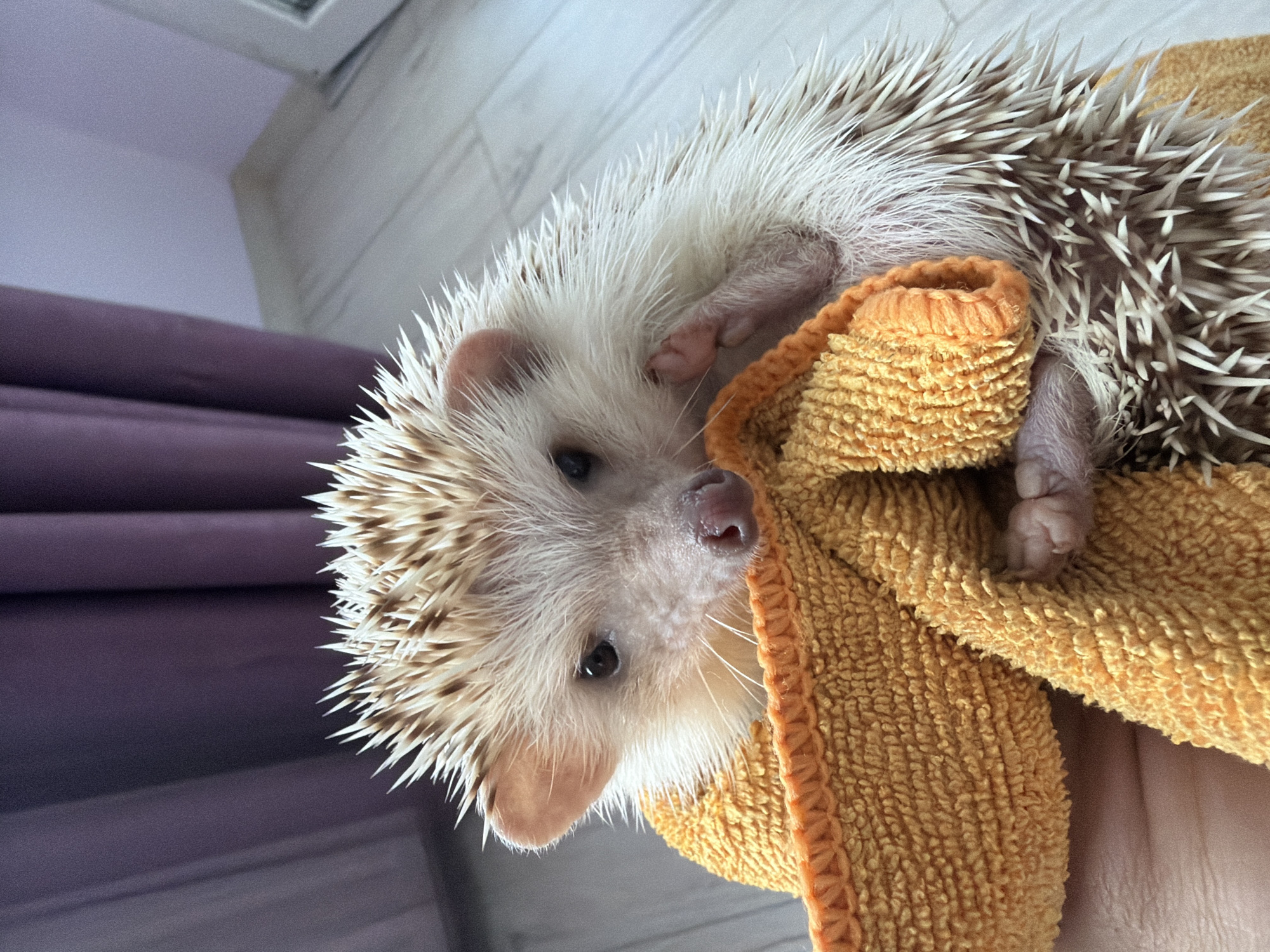 An adult African pygmy hedgehog, distinguished by its white quills tipped with brown, small black eyes, and a pink nose, is centrally positioned and partially enveloped in a vibrant orange terry cloth towel. A human hand, exhibiting light-toned skin, is visible supporting the hedgehog and towel from beneath. The hedgehog's front paws are partially visible, one resting on the towel's textured edge.
The scene takes place within an unidentifiable indoor domestic setting. To the left, a purple fabric curtain with vertical folds is present. The background features a light-colored wall, which meets a light-toned wooden or laminate floor characterized by horizontal plank seams. A blurred, rectilinear white object, potentially a picture frame or doorframe, is partially discernible in the upper right quadrant of the image. The environment is uniformly illuminated by a diffuse light source. The specific city of Sofia, Bulgaria, cannot be identified from the visual content of the image.