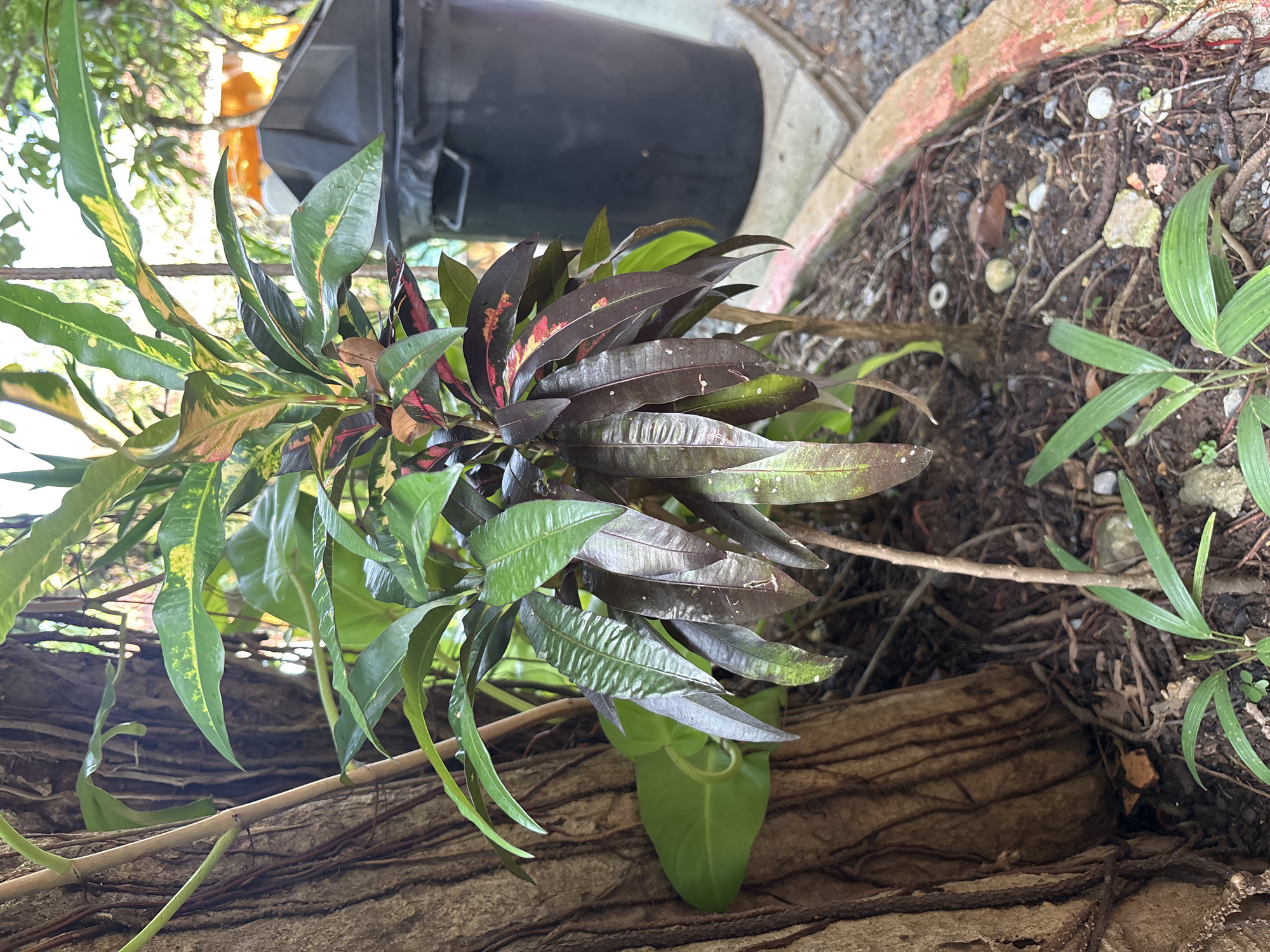 In Chalong, Thailand, an outdoor scene features a variegated croton plant with dark red, green, and yellow leaves. The plant is situated next to a large, rough-barked tree trunk and surrounded by loose soil, small pebbles, and exposed roots. In the background, a dark gray trash can with a lid is visible, resting on a concrete slab. The surrounding environment suggests a garden or yard setting.