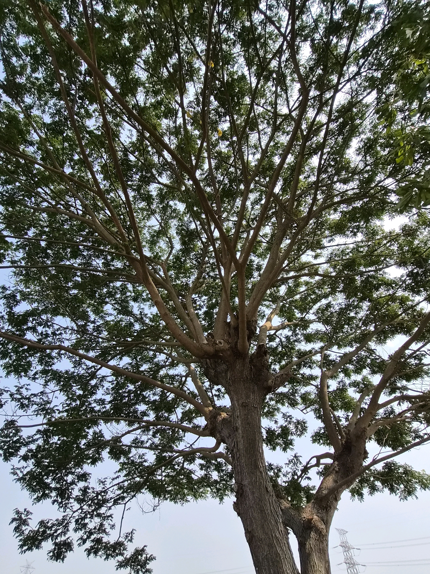 An extreme low-angle shot looks up into the dense canopy of a large tree with a rough, textured trunk and numerous branches spreading out against a pale blue sky. The tree's leaves are a vibrant green, creating a mosaic of light and shadow. In the background, the faint outline of power lines and a lattice tower is visible near the bottom right of the frame, suggesting an urban or semi-urban environment. The lighting suggests it is daytime, possibly late morning or early afternoon given the brightness of the sky. The scene appears to be outdoors in Srimahi, Indonesia. There are no people visible in the image.