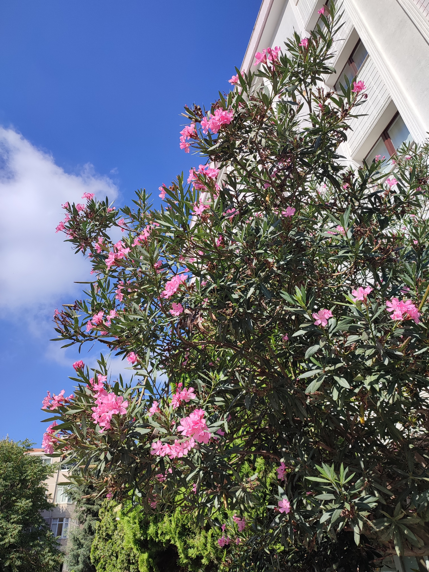 The image displays a blooming oleander bush with bright pink flowers in the foreground. Behind the bush, a white building with a modern architectural style and visible windows stands tall under a clear blue sky with scattered white clouds. The bush's dense green foliage provides a vibrant contrast to the building and the sky. To the left of the building and behind the oleander, parts of other buildings and various green trees are visible, suggesting an urban or suburban environment. The scene is captured from a low angle, emphasizing the height of the building and the fullness of the oleander bush. The lighting suggests it is daytime, with the sun illuminating the scene. The location is identified as Üsküdar, Turkey.