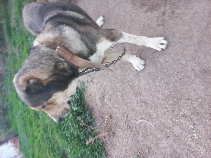 The image displays a large dog standing outdoors on dirt ground in Akhaltskaro, Georgia. The animal exhibits a coat of tan, dark brown, and white fur, with prominent white paws. A dark collar is fitted around its neck, from which a metal chain extends downwards. The dog faces left, its gaze directed forward and slightly downward. The foreground consists of bare earth with scattered dry plant matter. To the left and rear, a patch of green grass and foliage is visible, with an indistinct, light-colored structure partially obscured in the upper left background. No human figures are present.