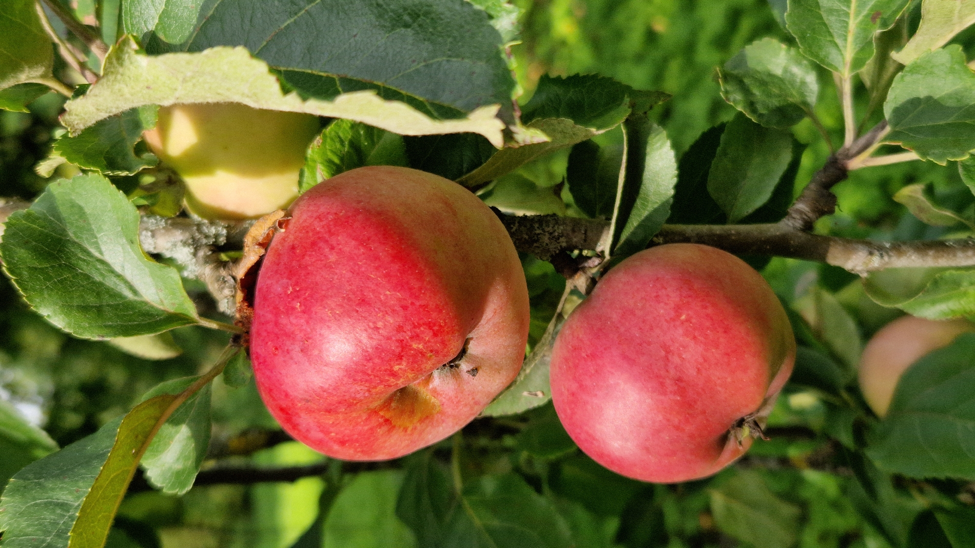 The image shows two ripe red apples on a tree branch, with green leaves and a blurred background of trees. There is also a hint of a yellow apple in the upper right corner. The scene appears to be an orchard or garden in a rural setting. The location is specified as Kazdanga, Latvia.