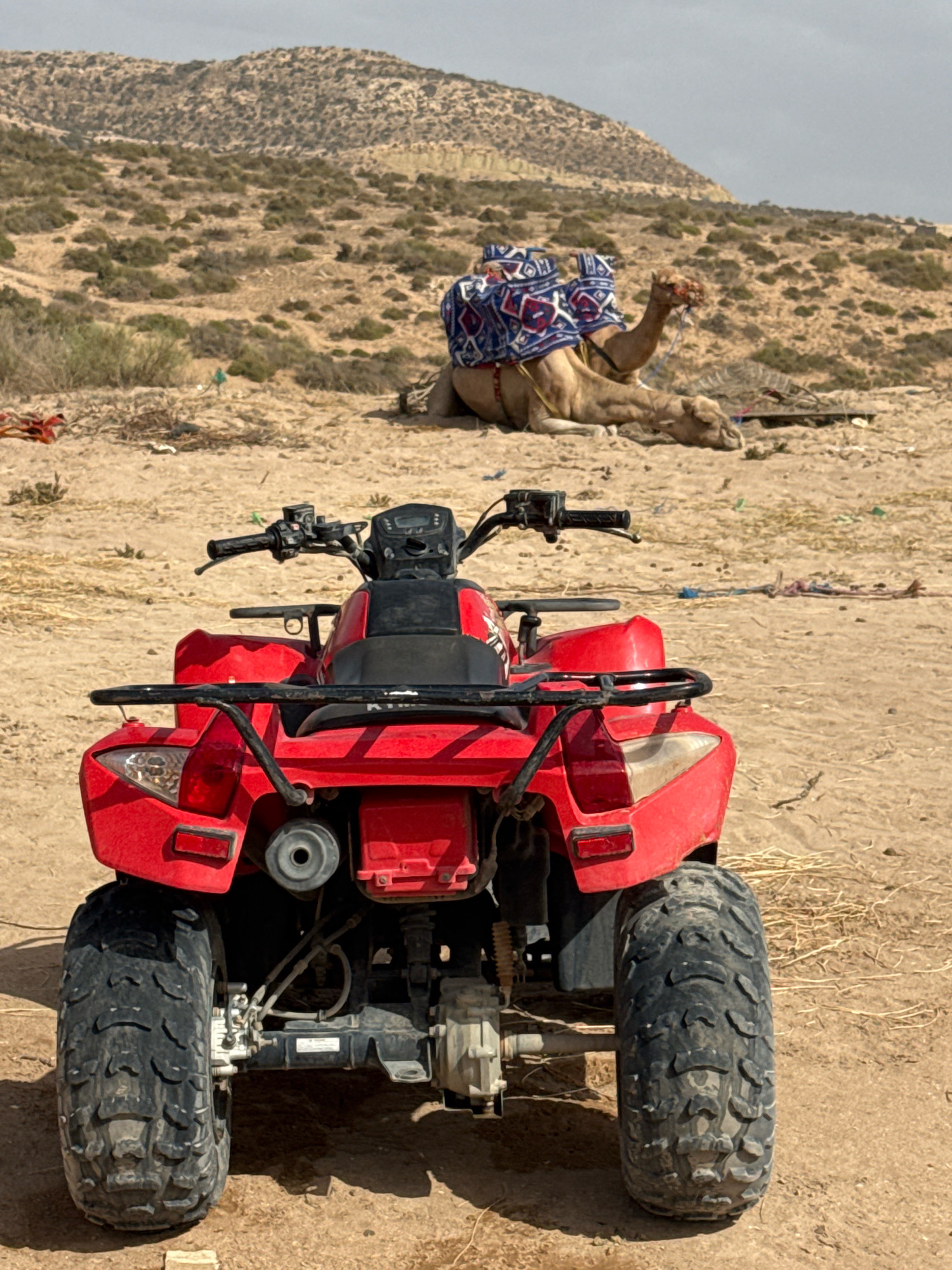 In Tamri, Morocco, a red all-terrain vehicle (ATV) is parked in the foreground on a sandy surface. The ATV faces away from the viewer, with its rear end and large tires prominently displayed. In the background, a camel with a decorative saddle is lying down on the sand amidst arid vegetation and a hilly, rocky landscape under a cloudy sky. The scene suggests a desert or semi-arid environment, likely a tourist area where ATVs and camel rides are offered.