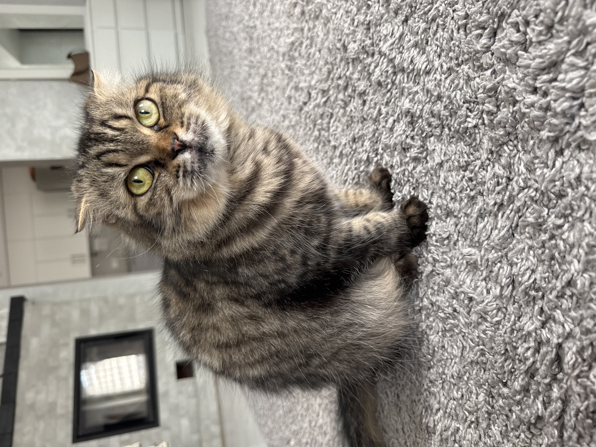 A tan and brown tabby cat with green eyes lies on a gray shag carpet. The cat is looking up at the camera with its head tilted. In the background, there is a white wall with a black fireplace. The location is Ждановіцкі сельскі Савет, Belarus.