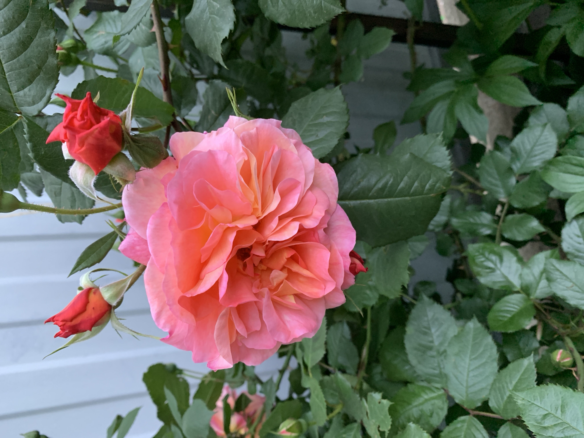 The image features a close-up of a blooming rose with pink and peach petals, accompanied by several smaller, unopened red rose buds. The rose is surrounded by green leaves and appears to be growing against a light-colored wall or fence. The scene is bathed in natural light.