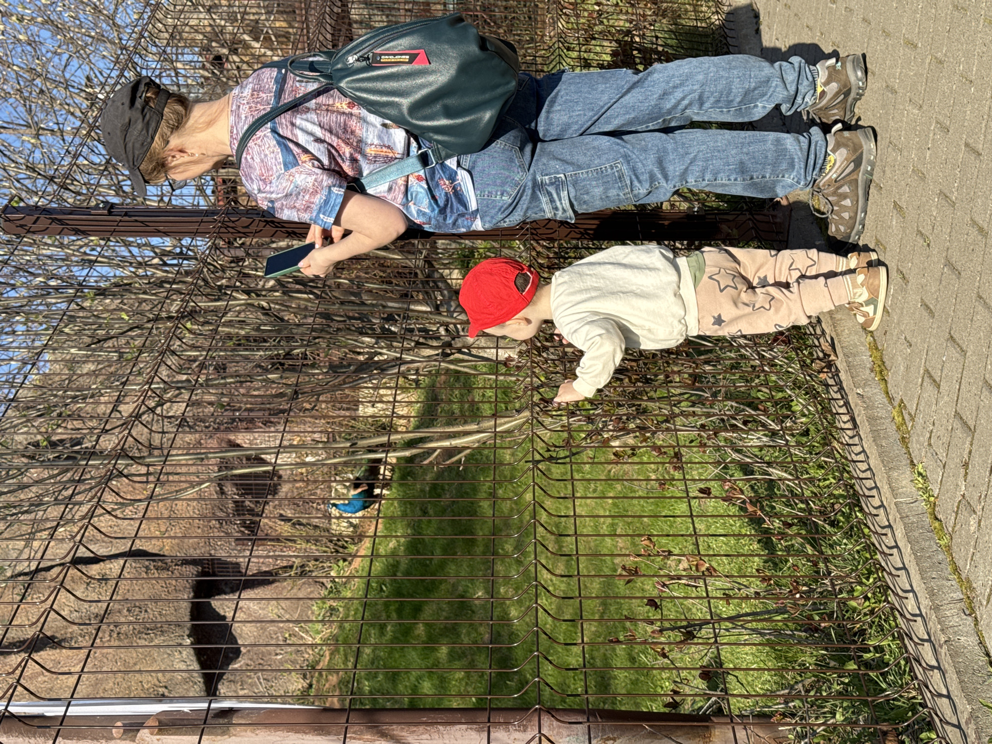 Two people, an adult and a child, are looking through a metal fence into an enclosure. The adult, wearing a black cap, patterned shirt, jeans, brown shoes and a dark green shoulder bag, is holding a mobile phone and looking at it. The child, wearing a red cap, a white long-sleeve shirt, patterned pants, and tan shoes, is leaning forward, looking through the fence. Inside the enclosure is grass and bare trees, with a blue bird, a peacock, visible. The fence is made of brown metal. A brick sidewalk borders the enclosure. The location is the Izhevsk Zoo in Izhevsk, Russia.