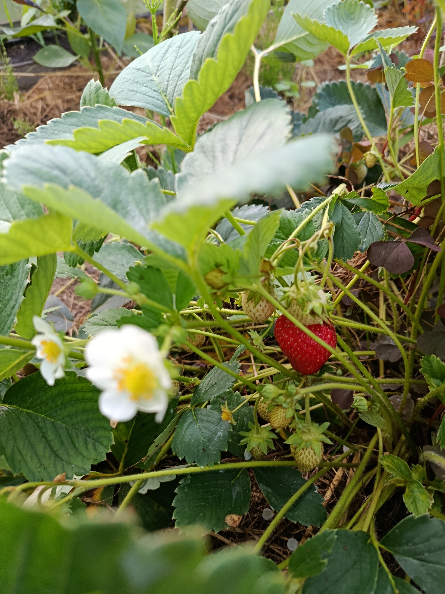 This is a close-up, eye-level, outdoor shot of a strawberry plant in the city of Vereya, Russia. The plant is situated in a garden, with soil and dry straw visible in the background, suggesting it is an agricultural setting. The focus is on the strawberries, with one ripe red strawberry prominently displayed, along with several unripe green ones and white flowers with yellow centers. The leaves of the strawberry plant are green and have serrated edges. The lighting suggests it is daytime, with natural light illuminating the scene. The image does not contain any people.